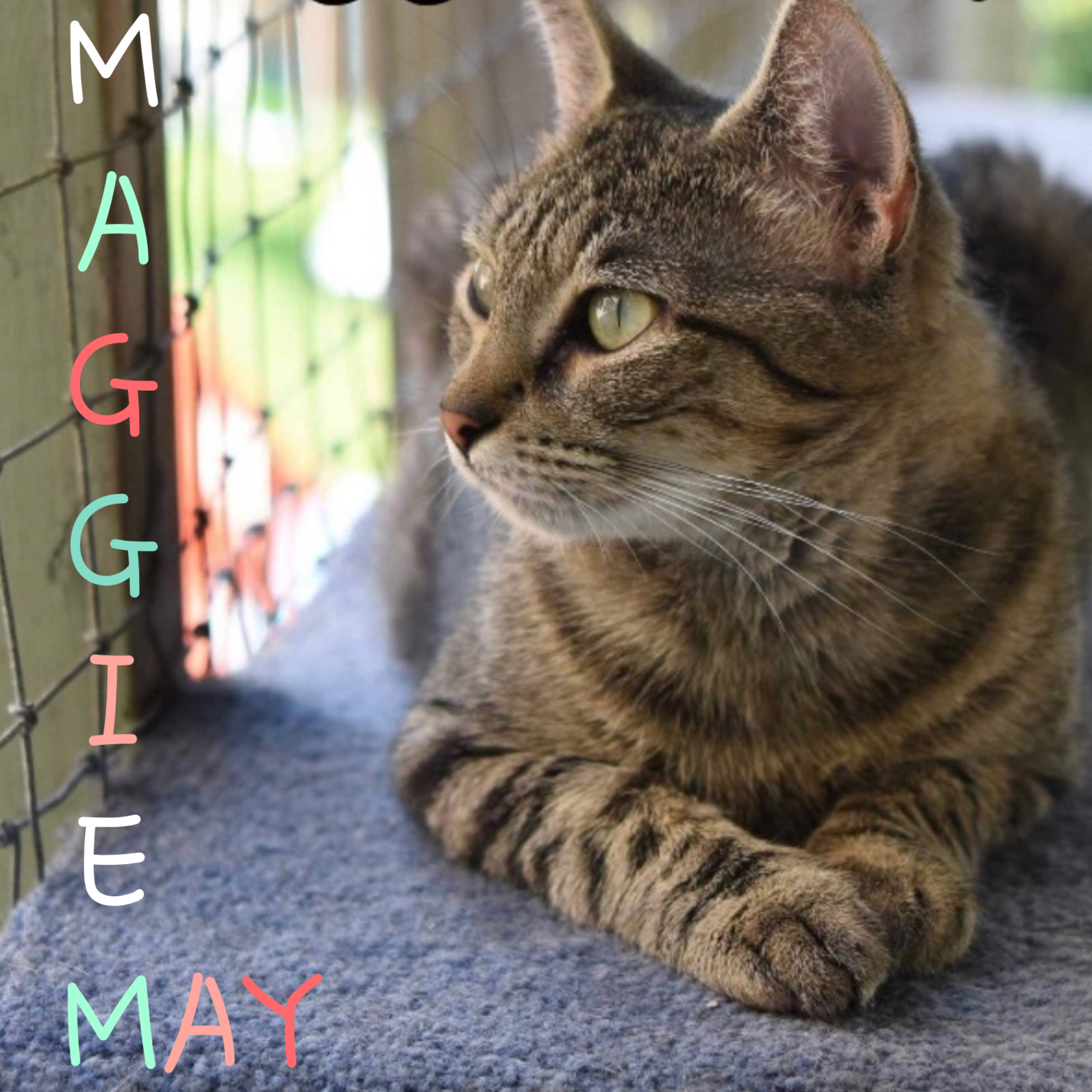 Maggie May photo 1