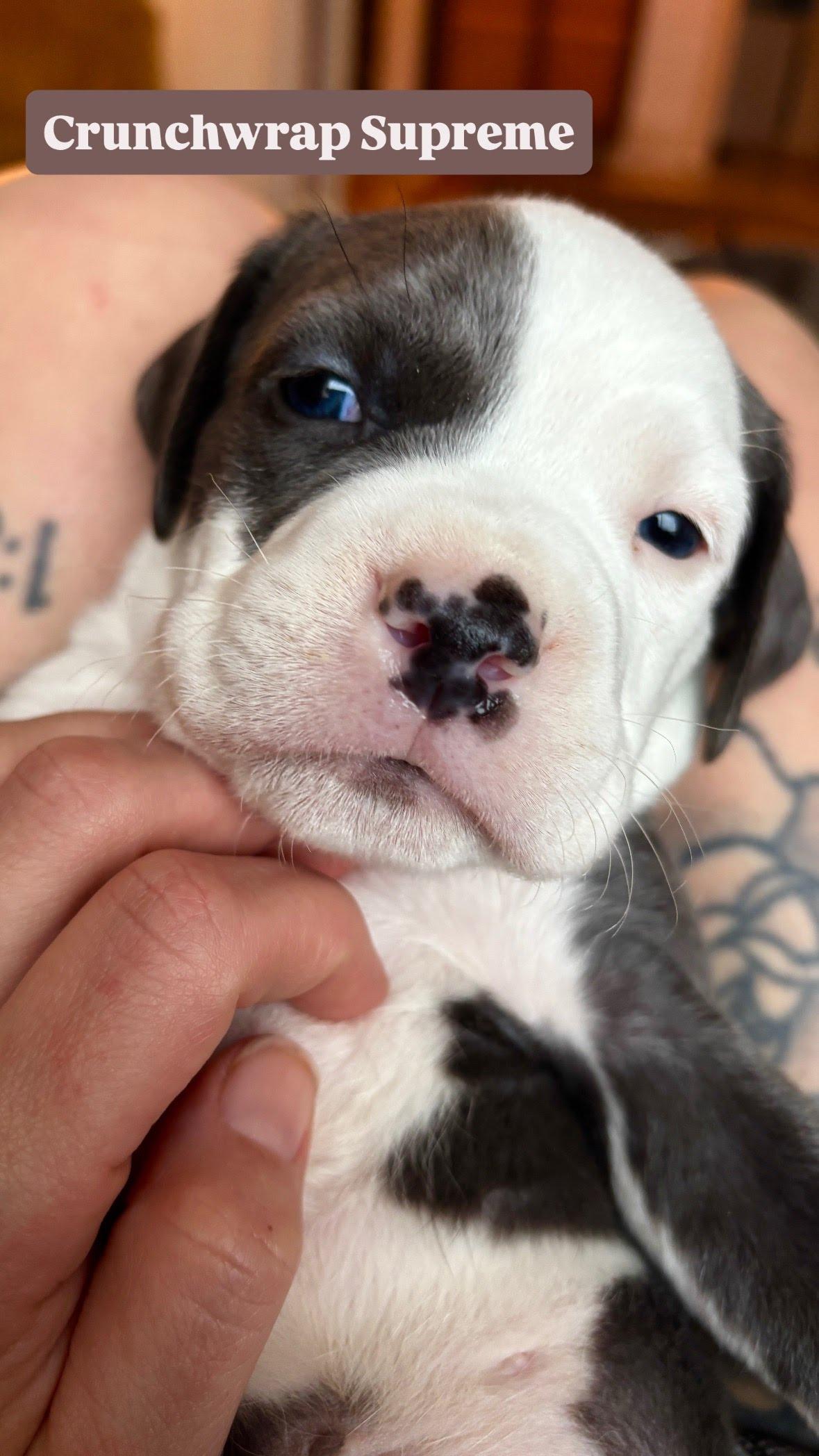 Crunchwrap Supreme, adopted, Puppy Male Mixed Breed.