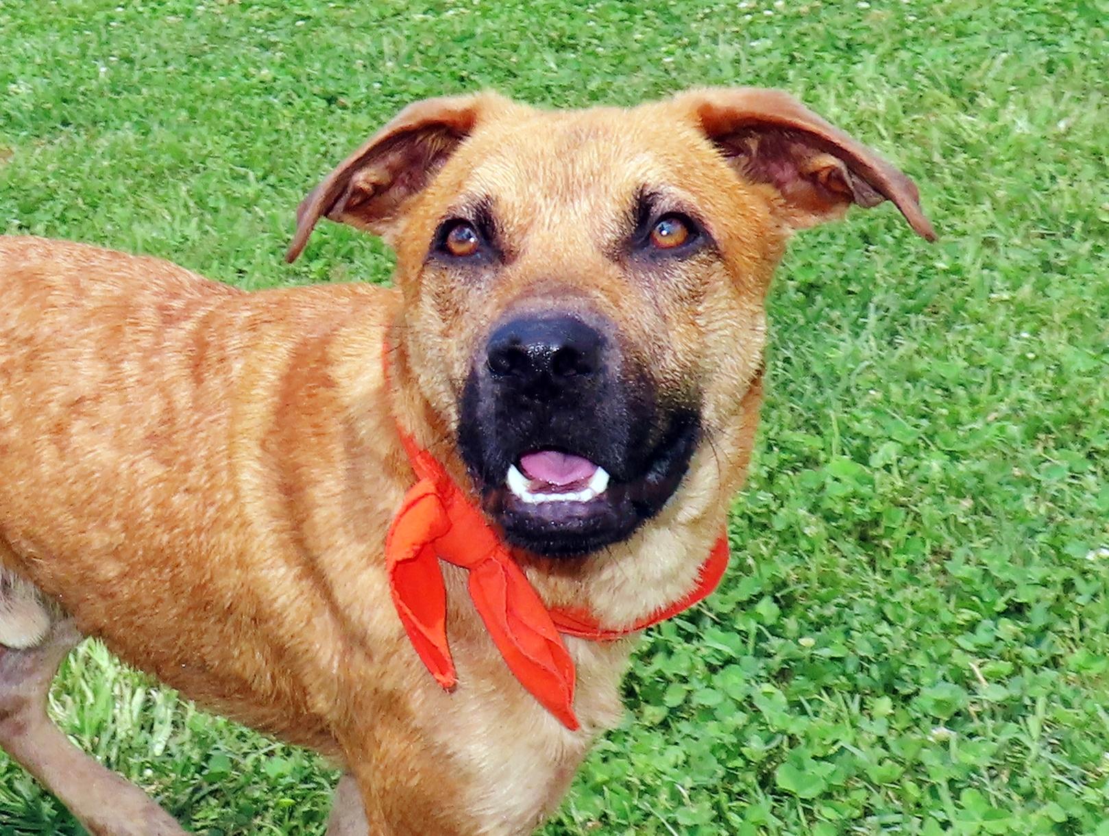 Enlarge Catfish 26C-86, a ADOPTABLE Black Mouth Cur in Rogers, AR image 1/5