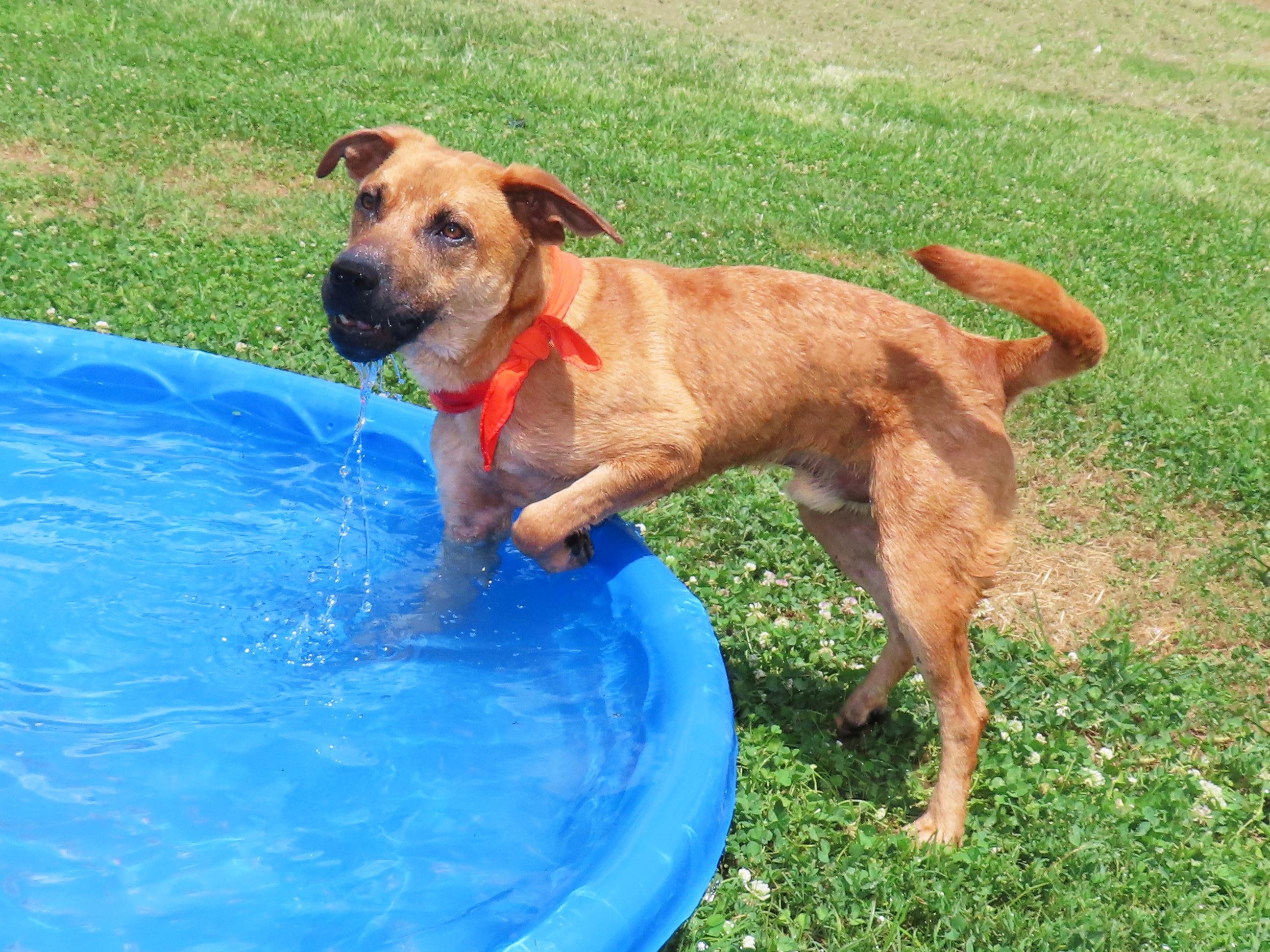 Enlarge Catfish 26C-86, a ADOPTABLE Black Mouth Cur in Rogers, AR image 3/5