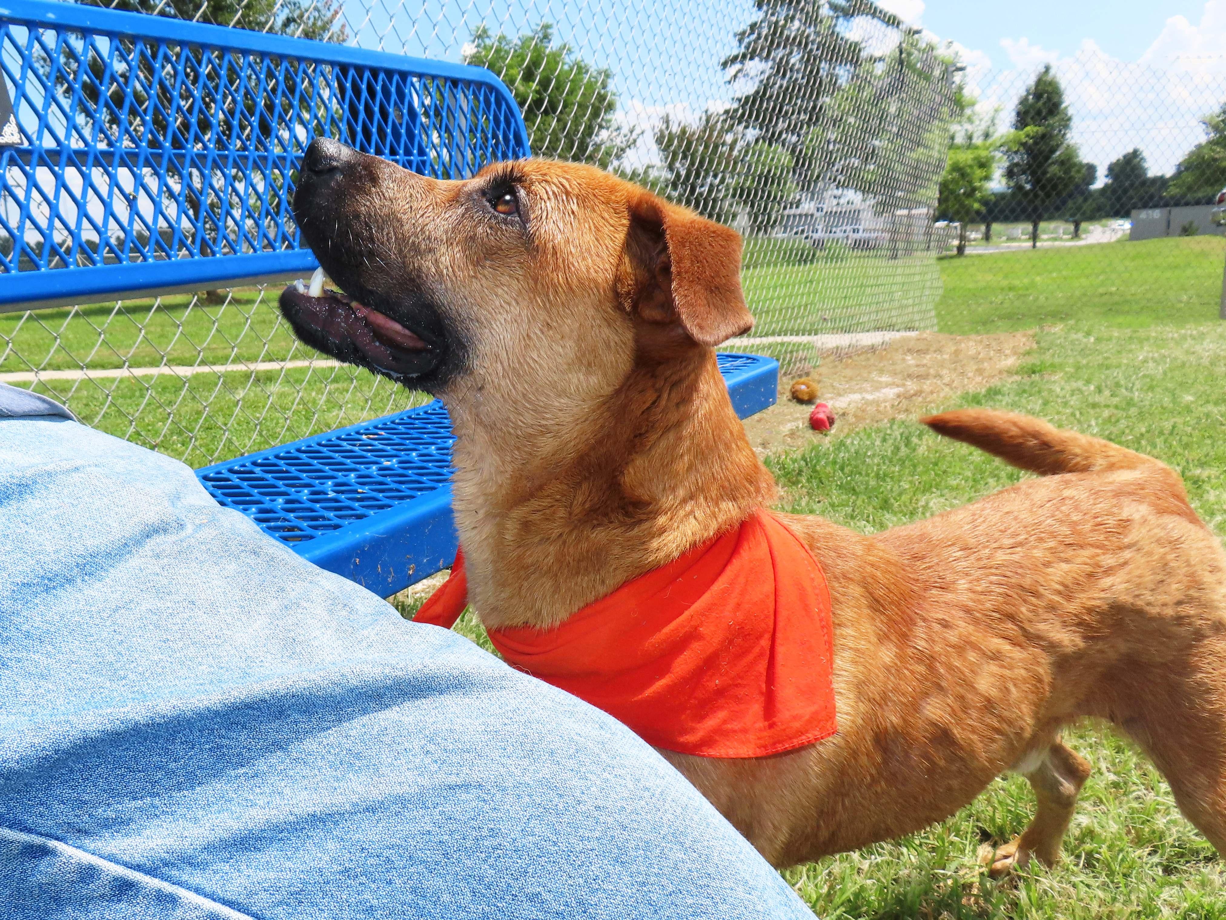 Enlarge Catfish 26C-86, a ADOPTABLE Black Mouth Cur in Rogers, AR image 4/5