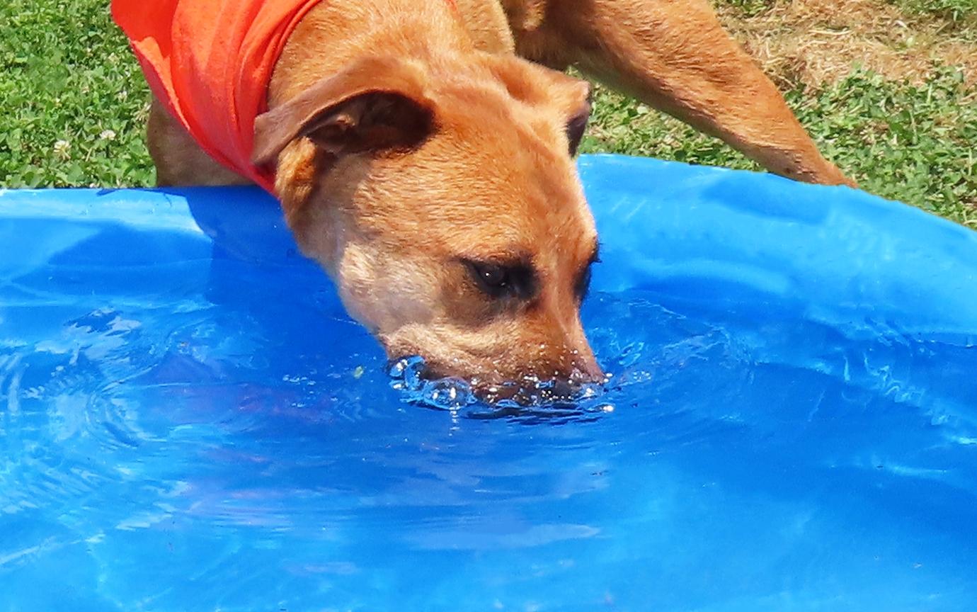 Enlarge Catfish 26C-86, a ADOPTABLE Black Mouth Cur in Rogers, AR image 2/5