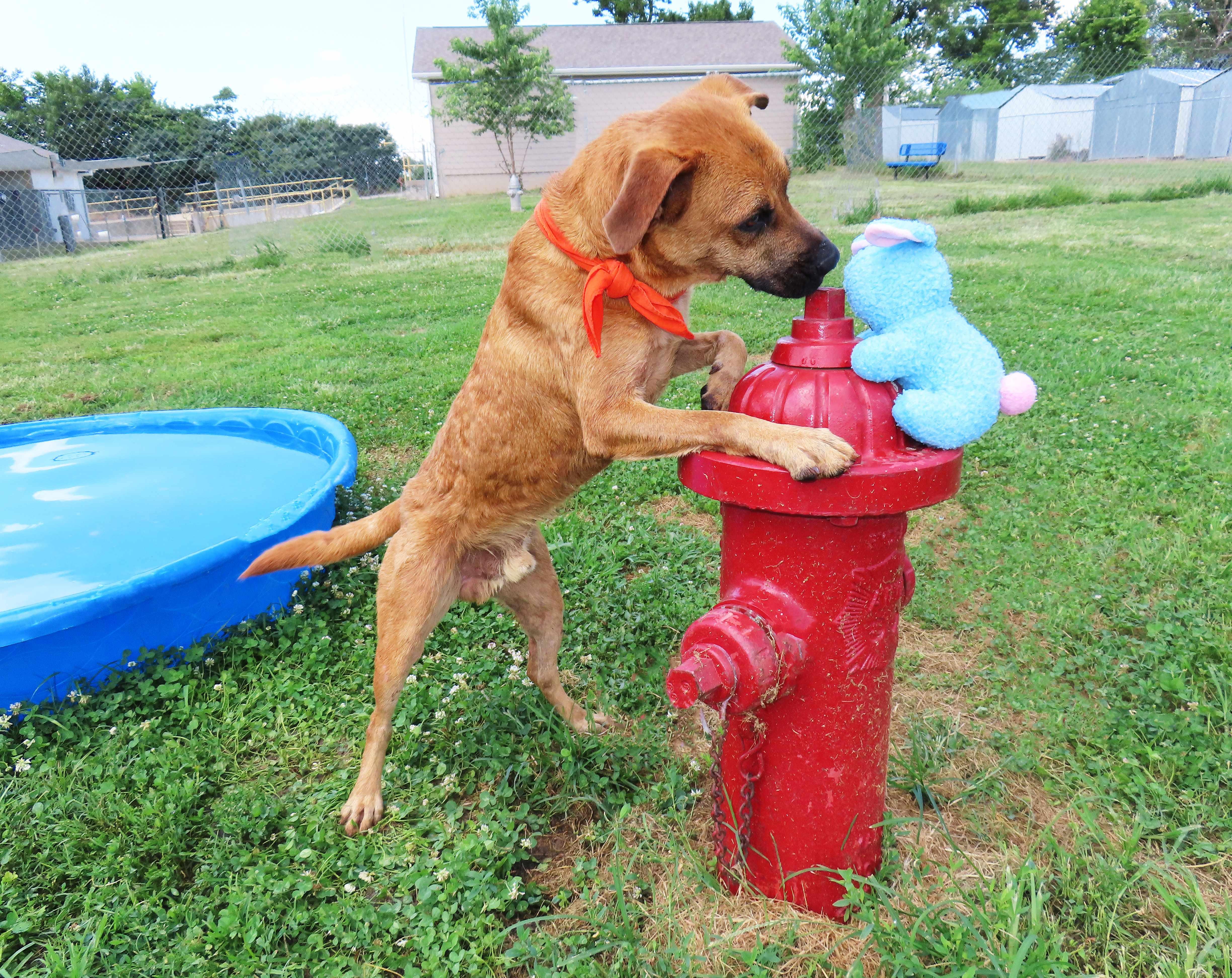 Enlarge Catfish 26C-86, a ADOPTABLE Black Mouth Cur in Rogers, AR image 5/5