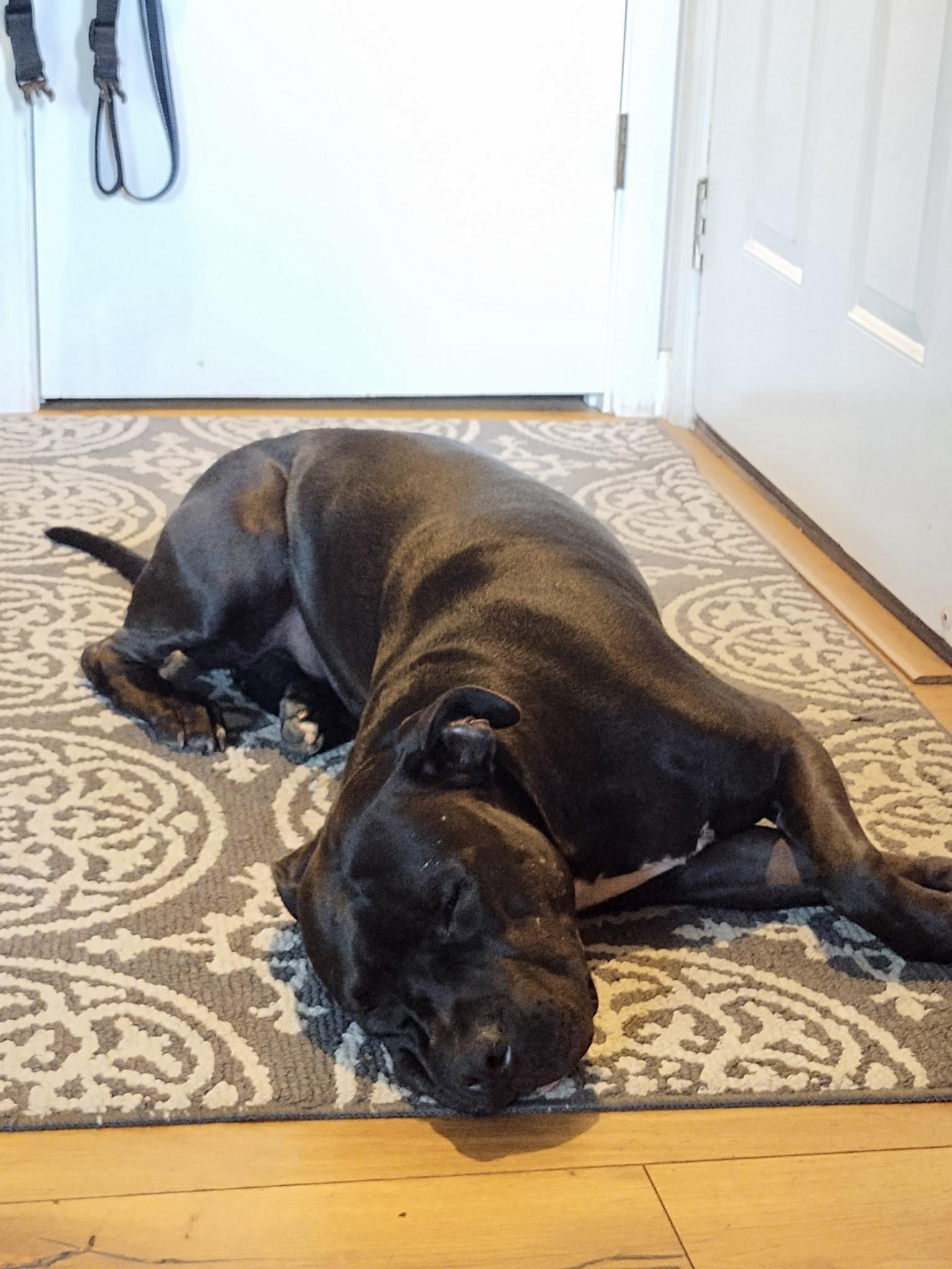 Ollie, a Adoptable mixed breed in Gilroy, CA image 3/6