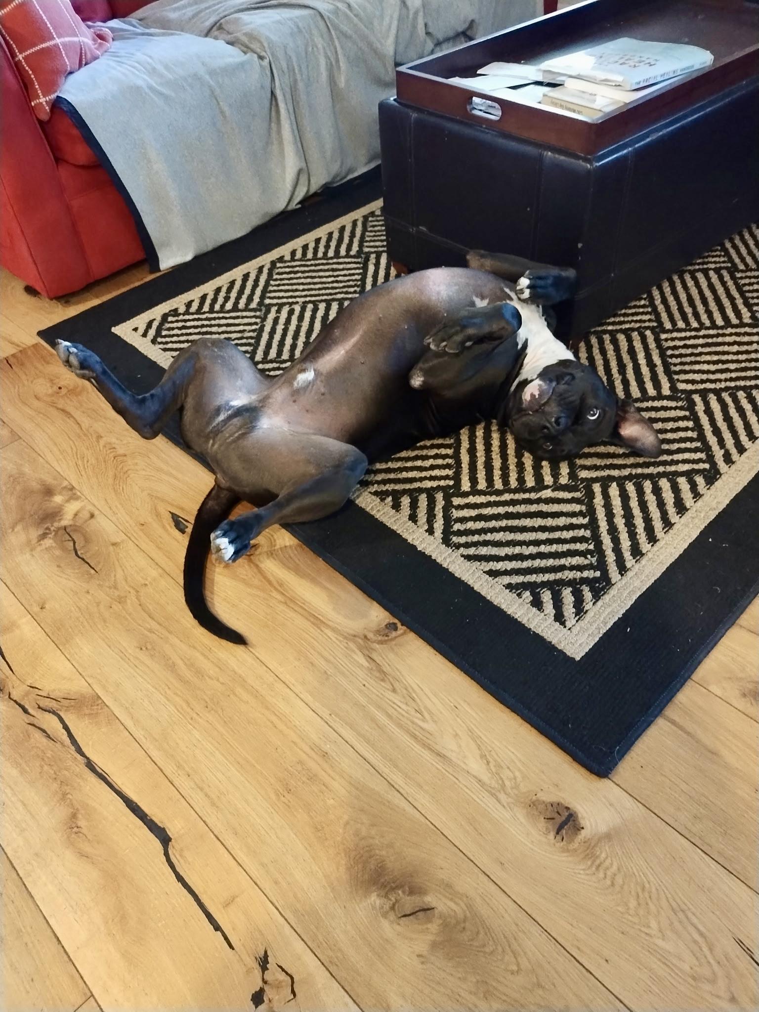 Ollie, a Adoptable mixed breed in Gilroy, CA image 6/6