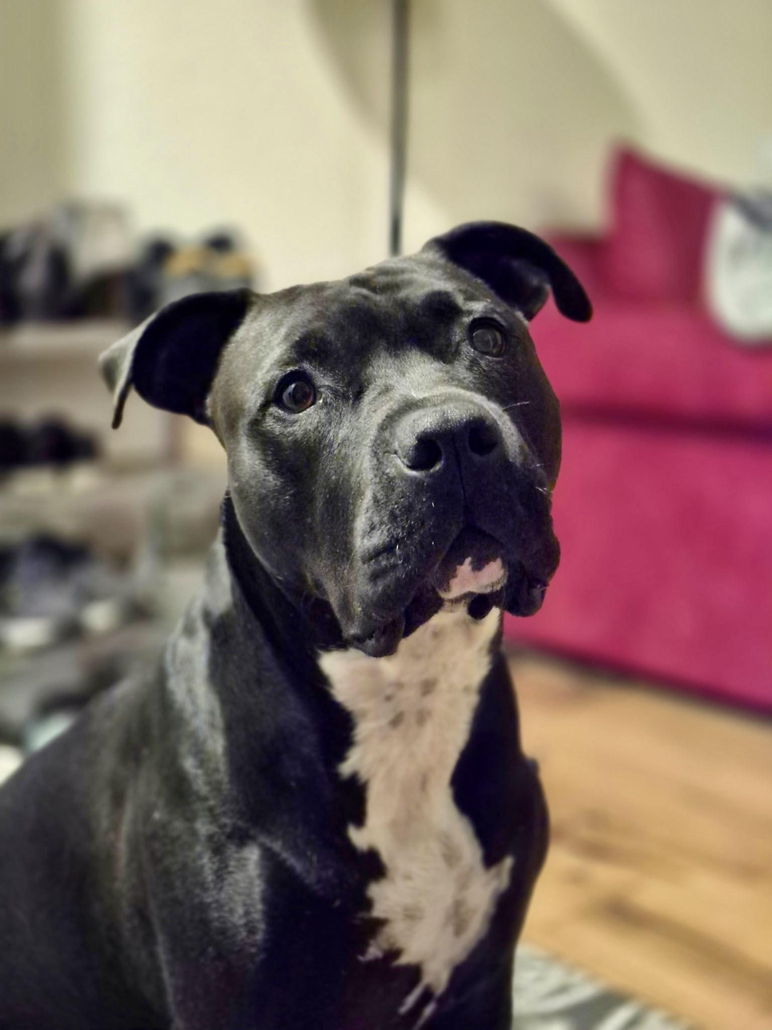 Ollie, a Adoptable mixed breed in Gilroy, CA image 1/6