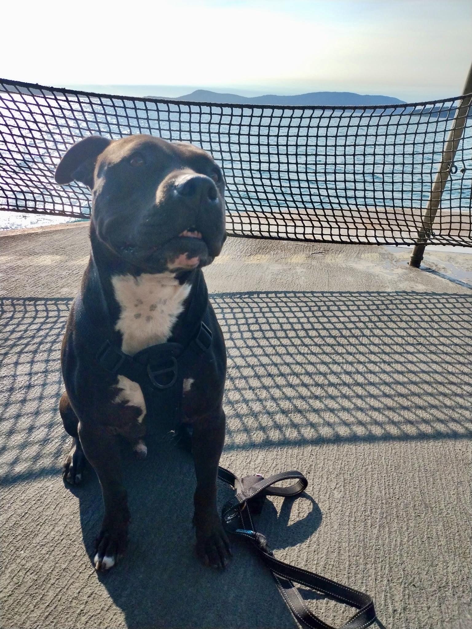 Ollie, a Adoptable mixed breed in Gilroy, CA image 5/6