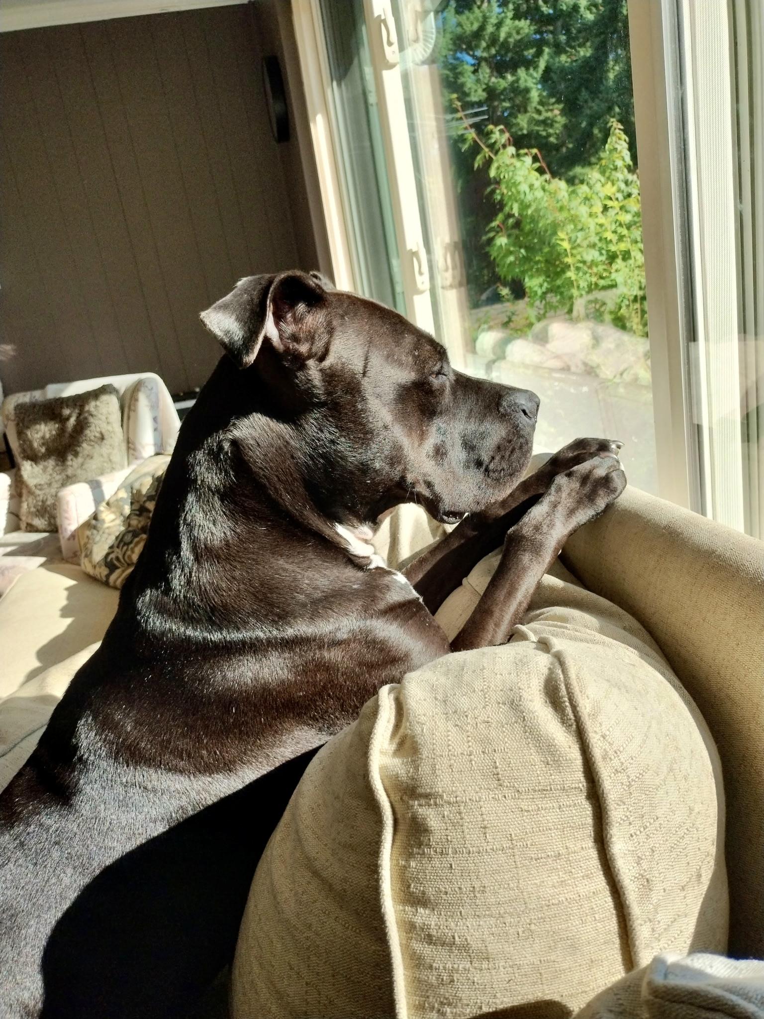 Ollie, a Adoptable mixed breed in Gilroy, CA image 4/6