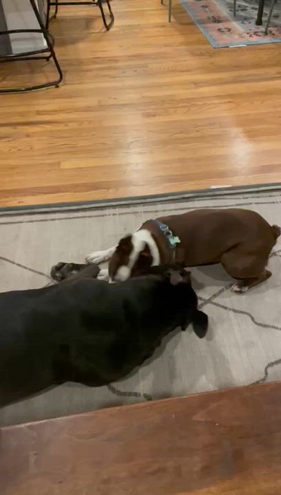 Enlarge Ollie, a Adoptable mixed breed in Gilroy, CA video 2/6