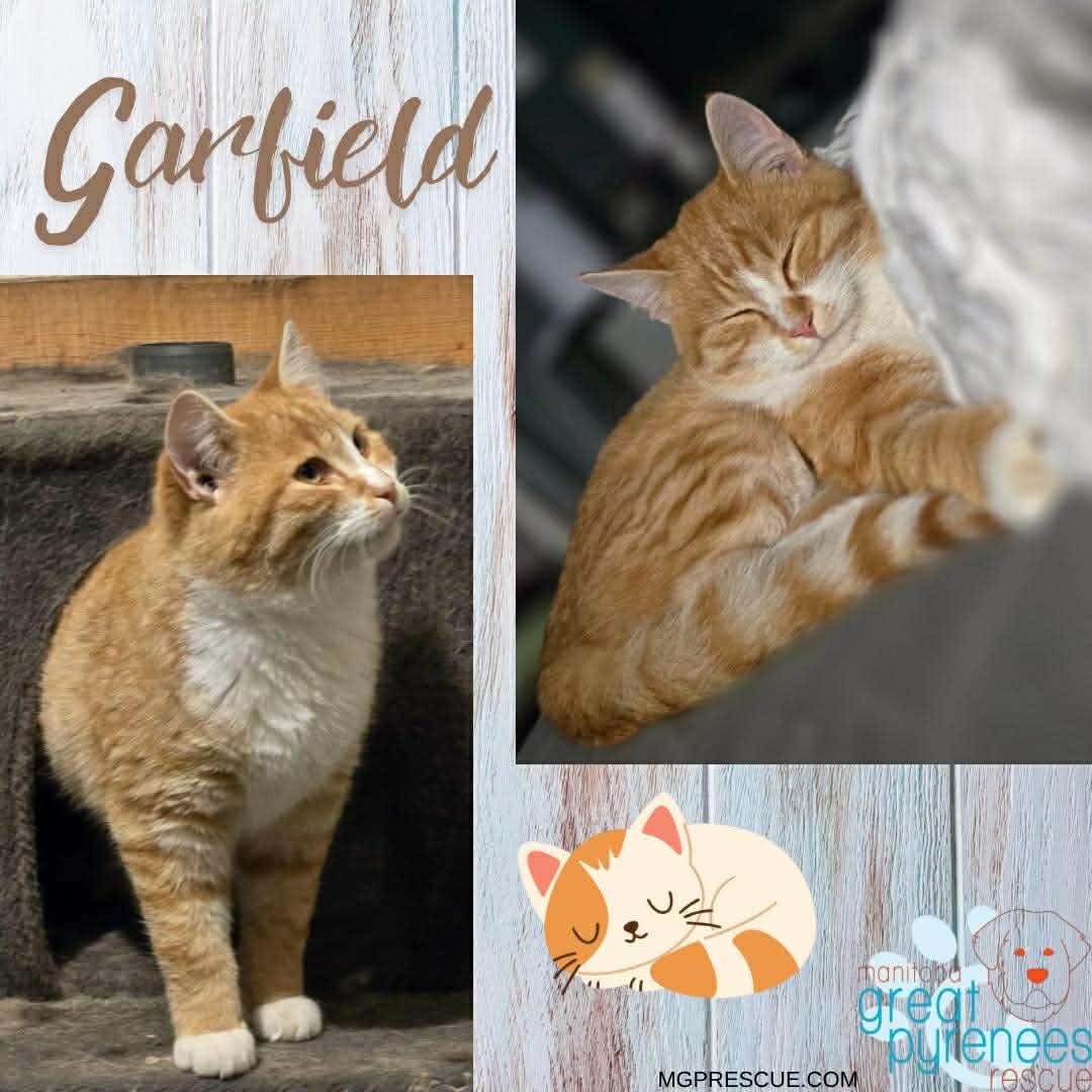 Garfield, Adoptable, Young Male Domestic Short Hair.