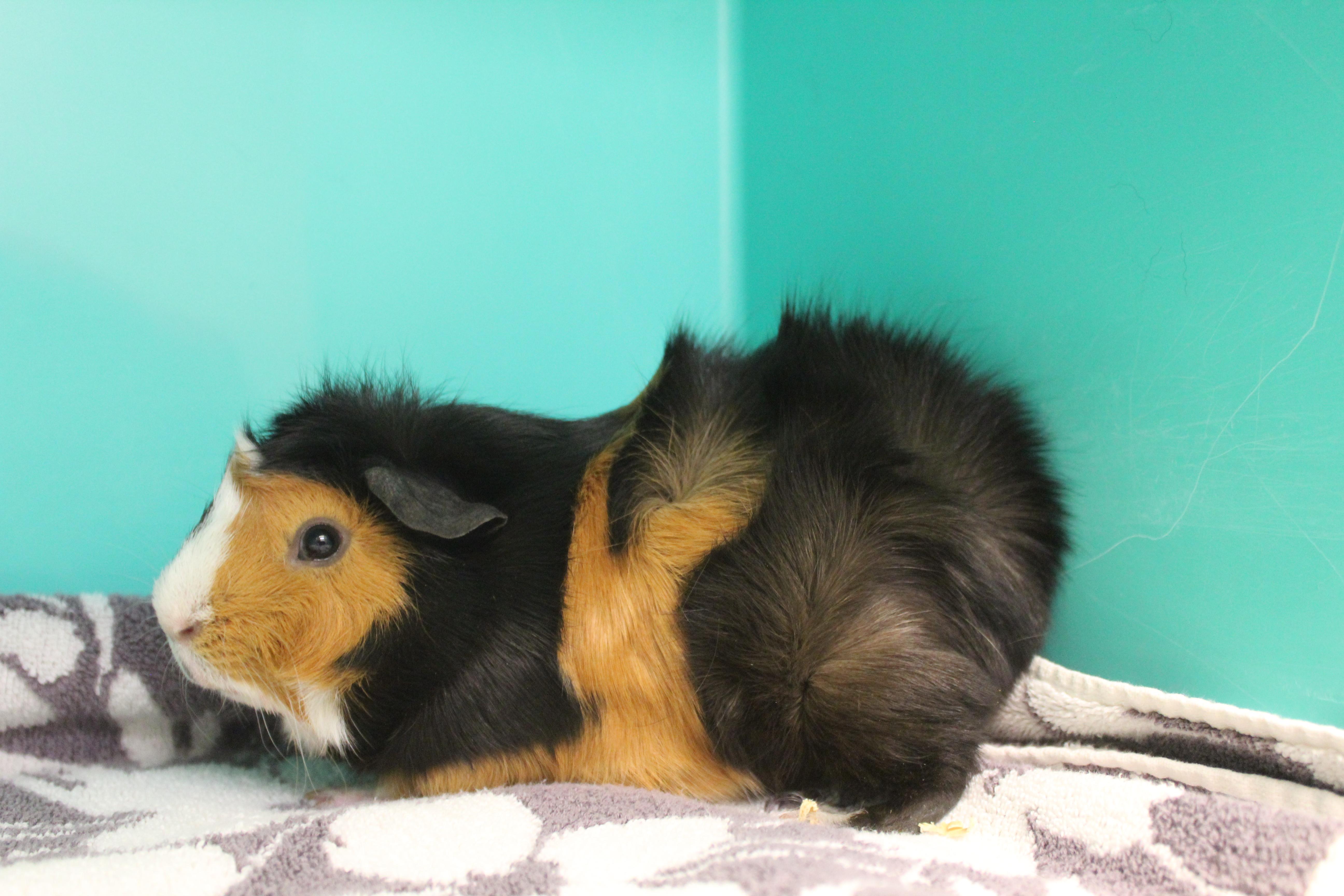 Enlarge Milk Shake, an adopted Guinea Pig in Yucca Valley, CA image 6/6