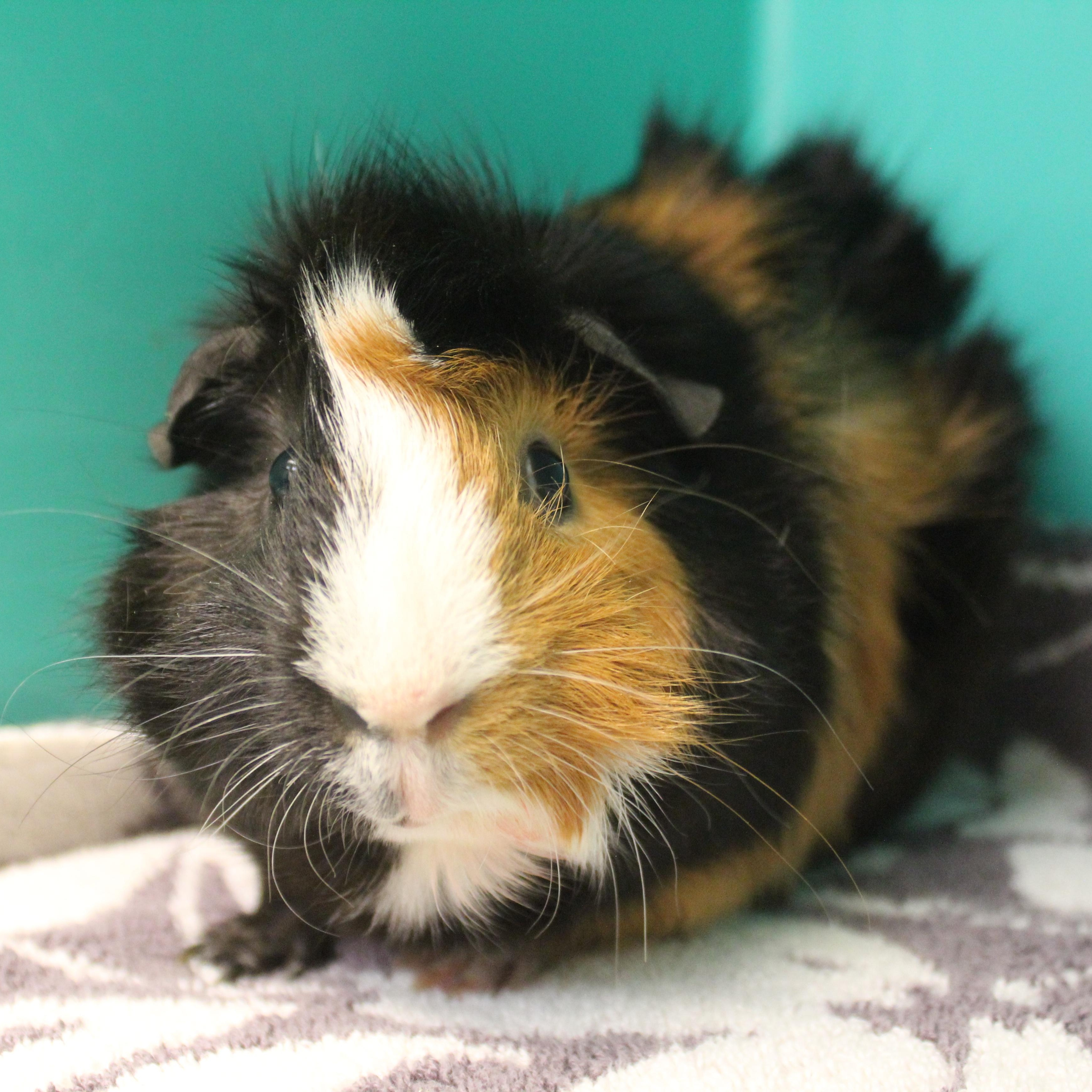 Milk Shake, adopted, Young Male Guinea Pig.
