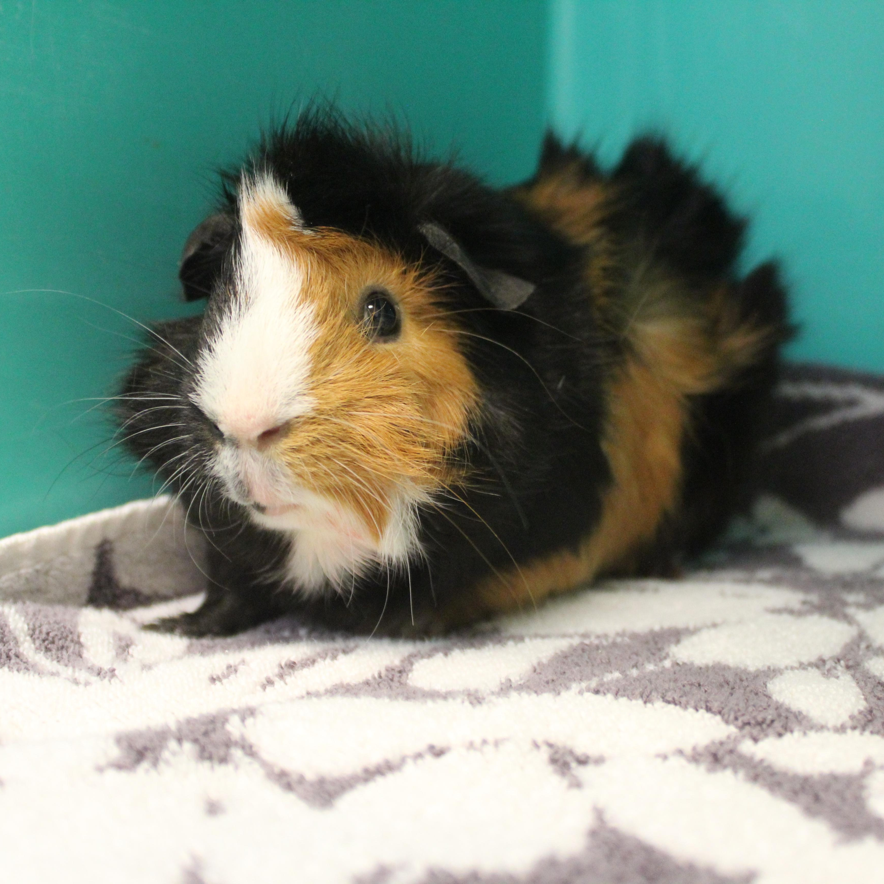 Enlarge Milk Shake, an adopted Guinea Pig in Yucca Valley, CA image 4/6