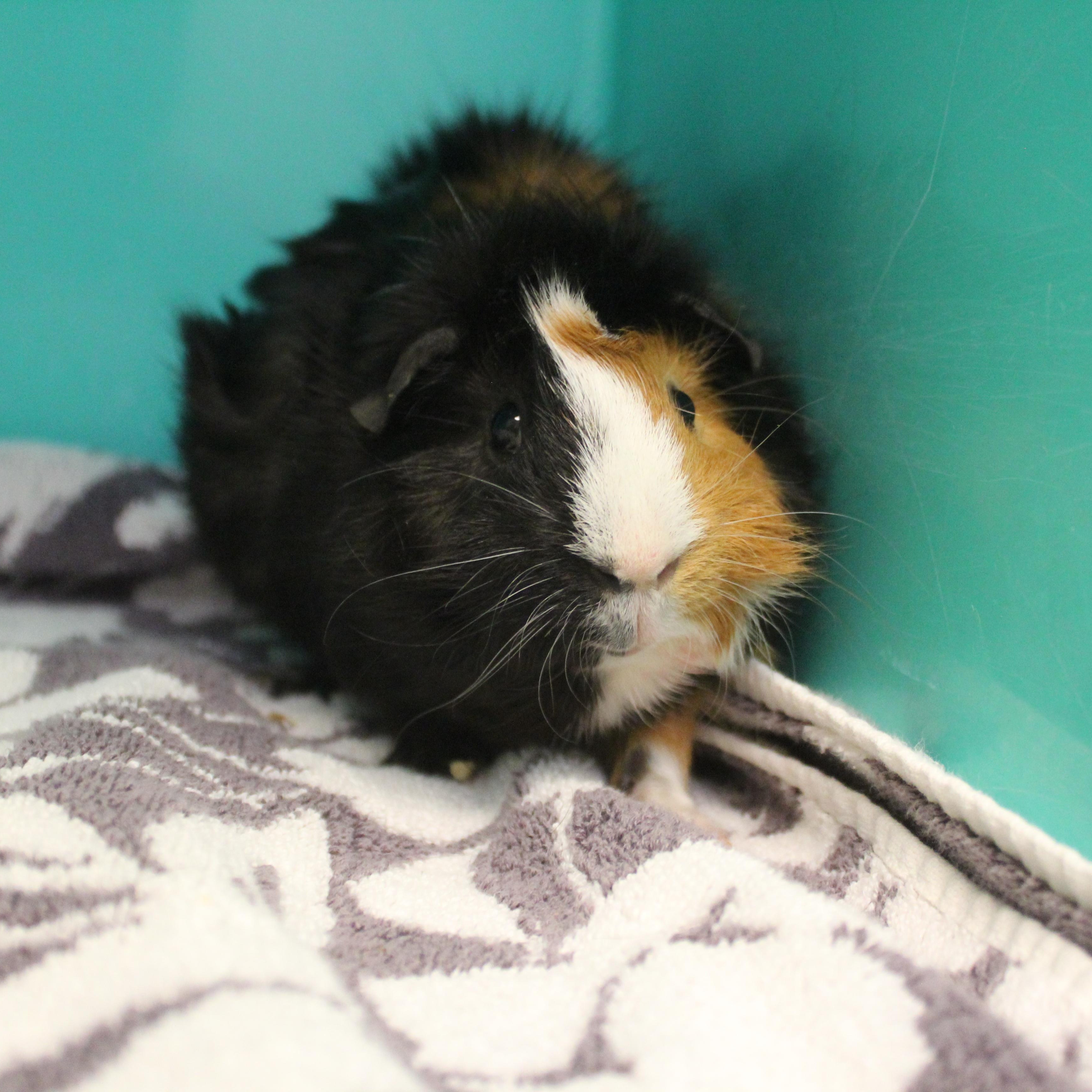 Enlarge Milk Shake, an adopted Guinea Pig in Yucca Valley, CA image 5/6