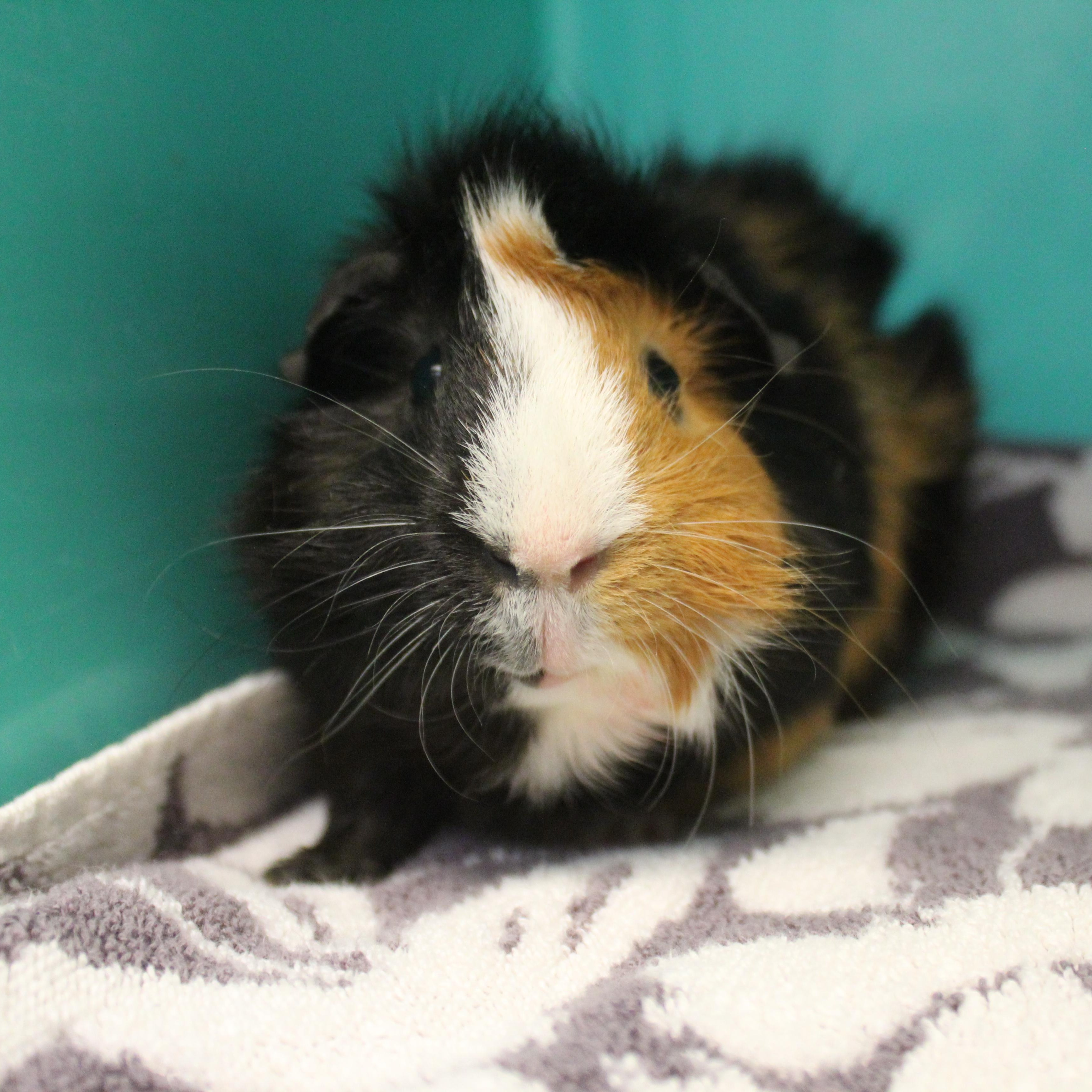 Enlarge Milk Shake, an adopted Guinea Pig in Yucca Valley, CA image 3/6
