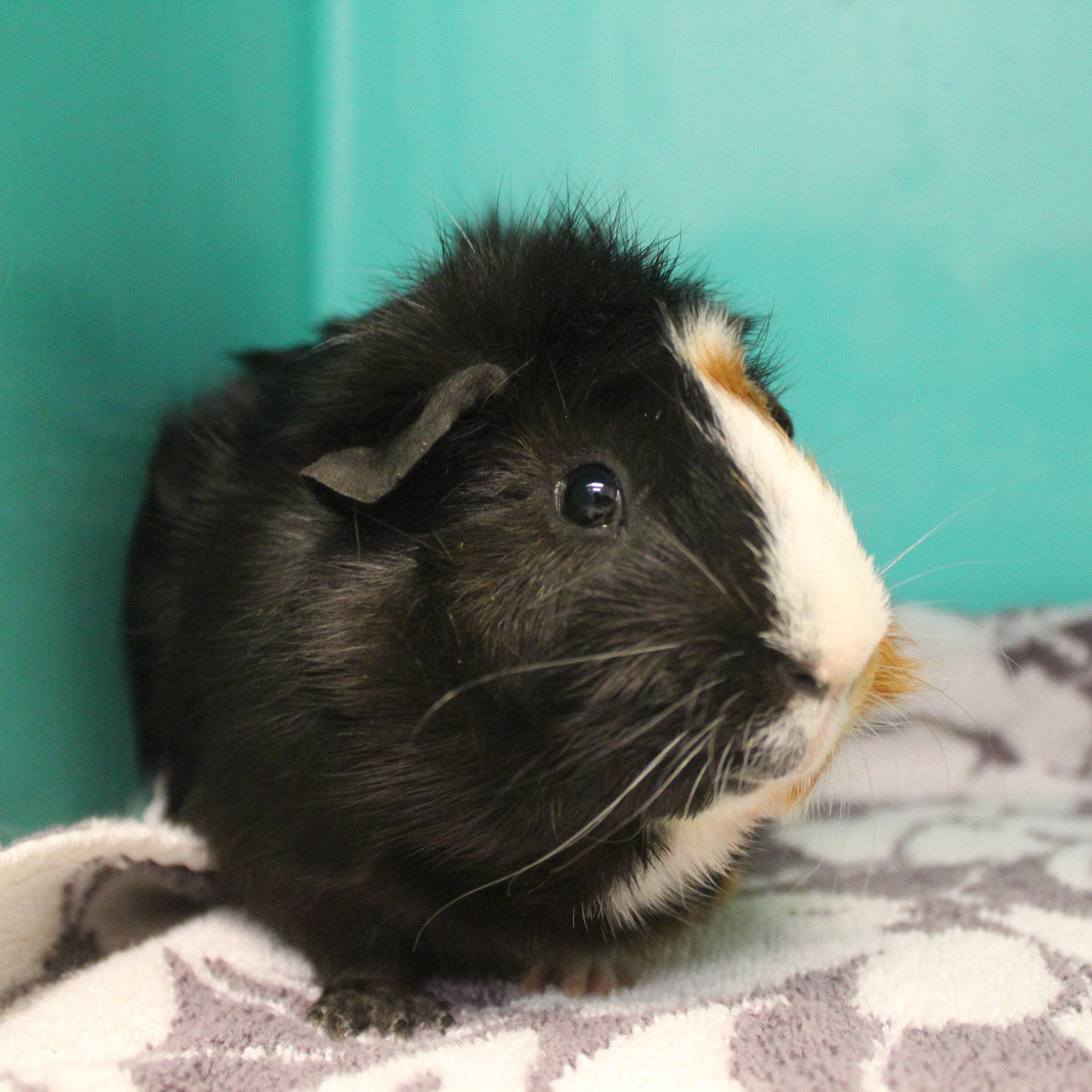 Enlarge Milk Shake, an adopted Guinea Pig in Yucca Valley, CA image 2/6