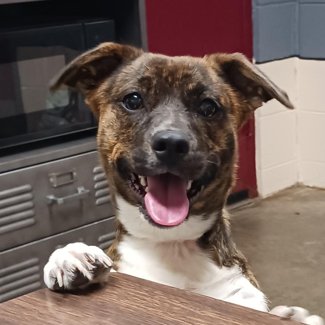 Enlarge Sadie, a Adopted mixed breed in Saint Marys, WV image 1/4