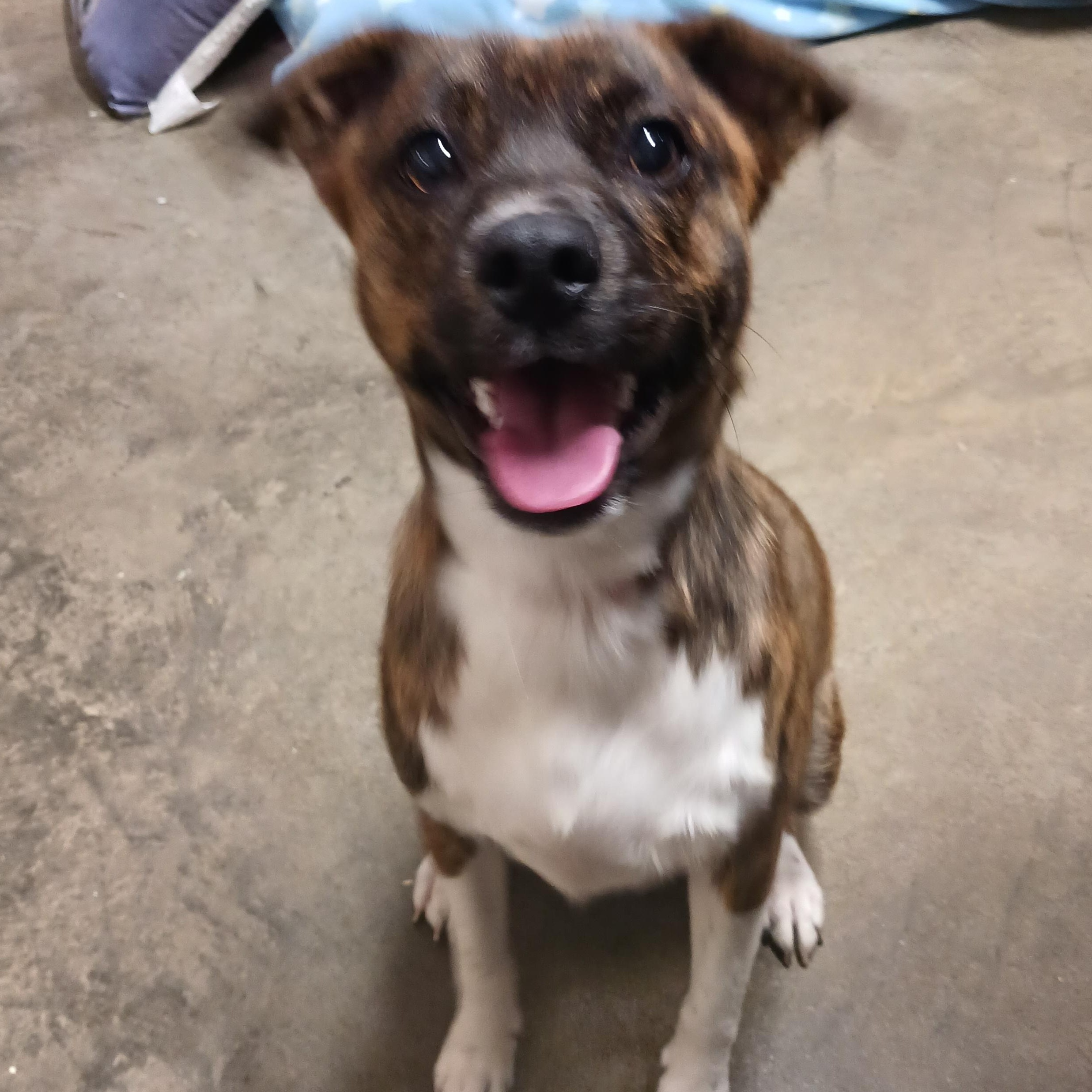 Enlarge Sadie, a Adopted mixed breed in Saint Marys, WV image 4/4