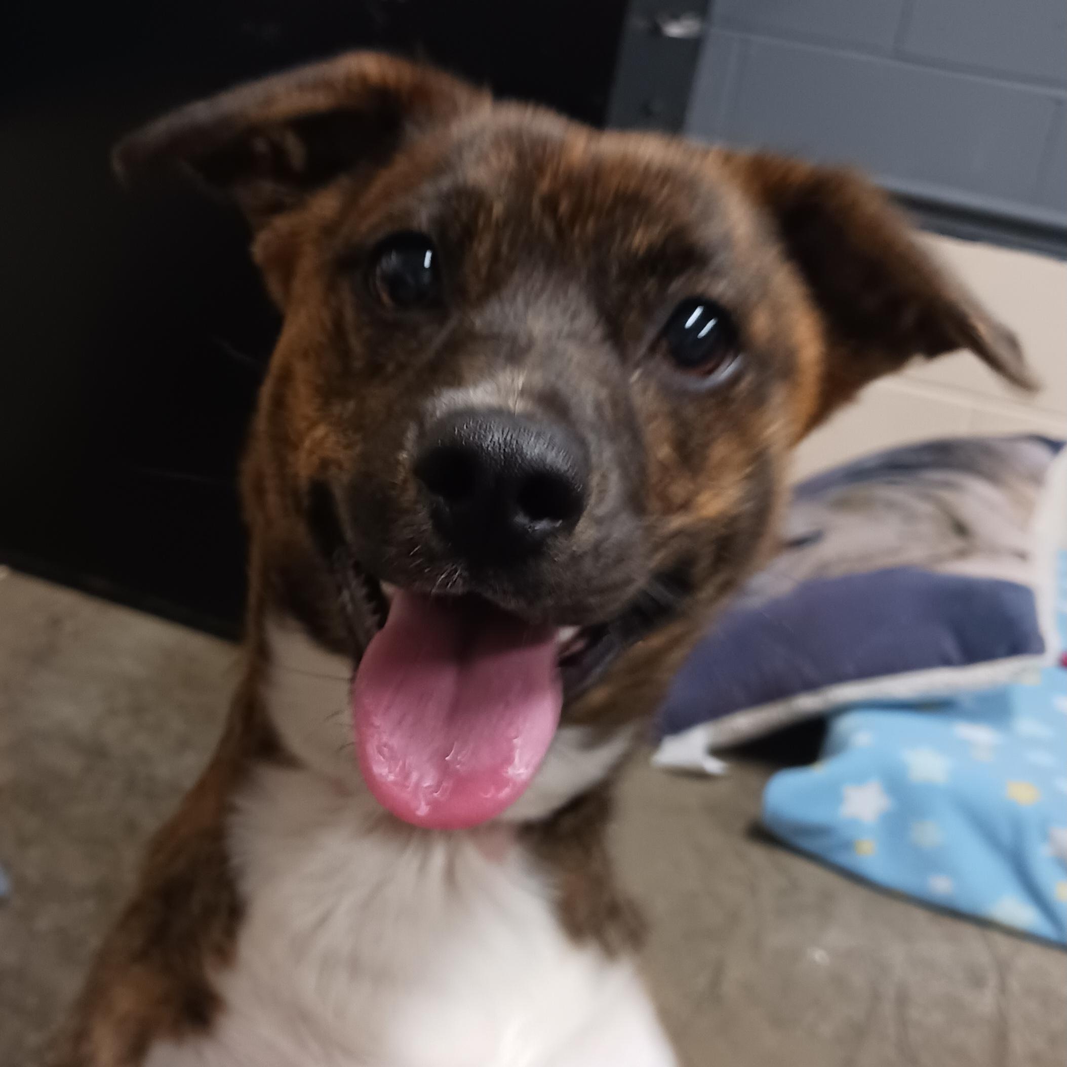 Enlarge Sadie, a Adopted mixed breed in Saint Marys, WV image 2/4