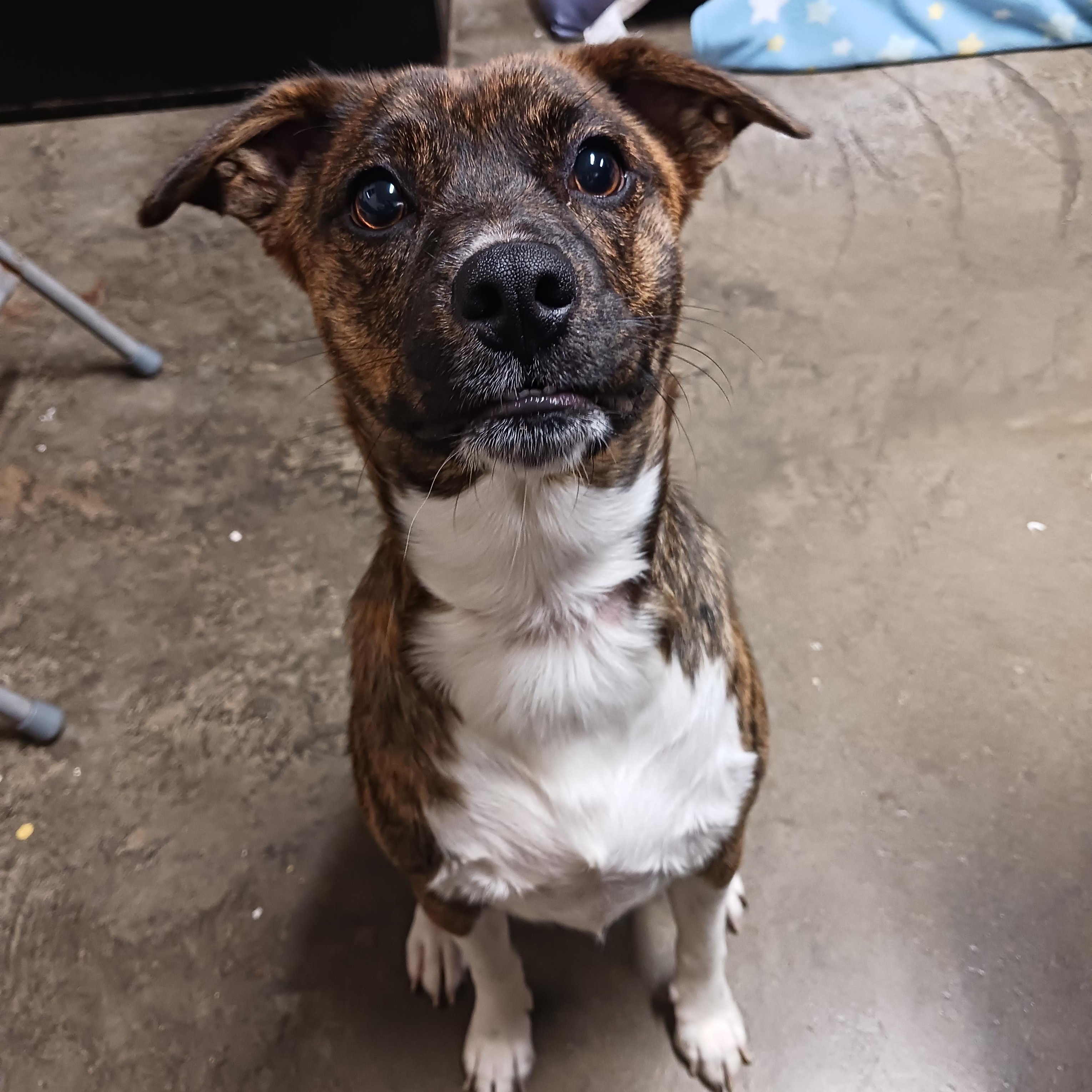 Enlarge Sadie, a Adopted mixed breed in Saint Marys, WV image 3/4