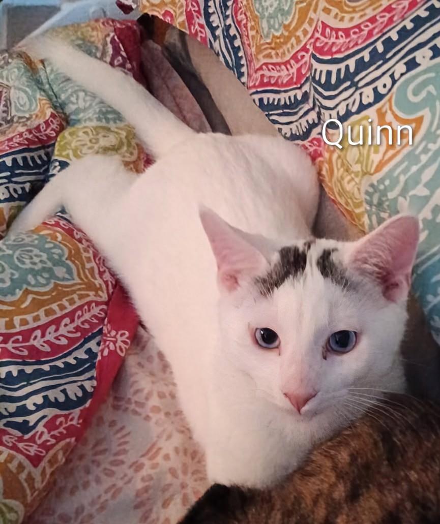 Enlarge Quinn, an adoptable Domestic Short Hair in St Catharines, ON image 1/1