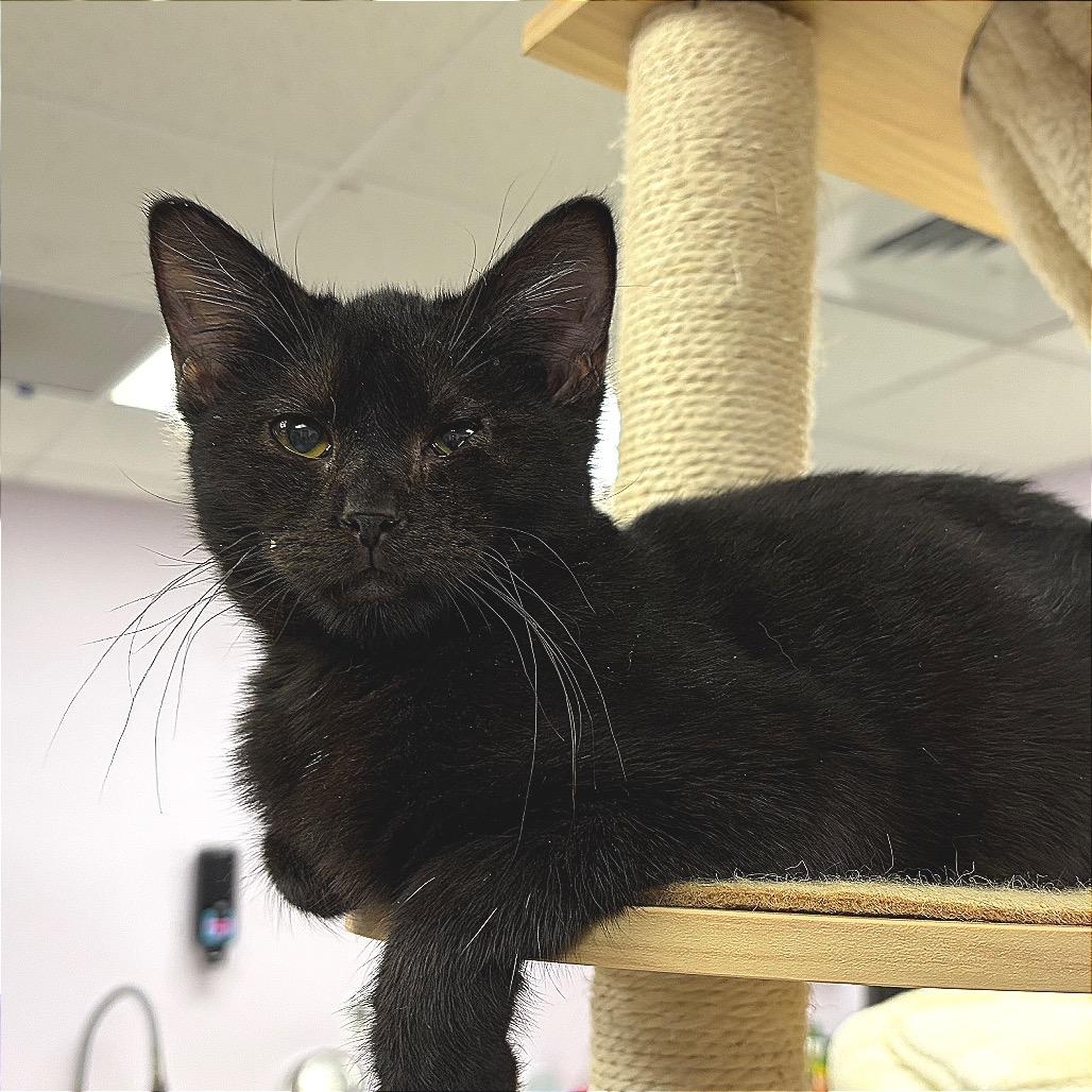 Princess Yummy Bear, Adoptable, Young Female Domestic Short Hair.