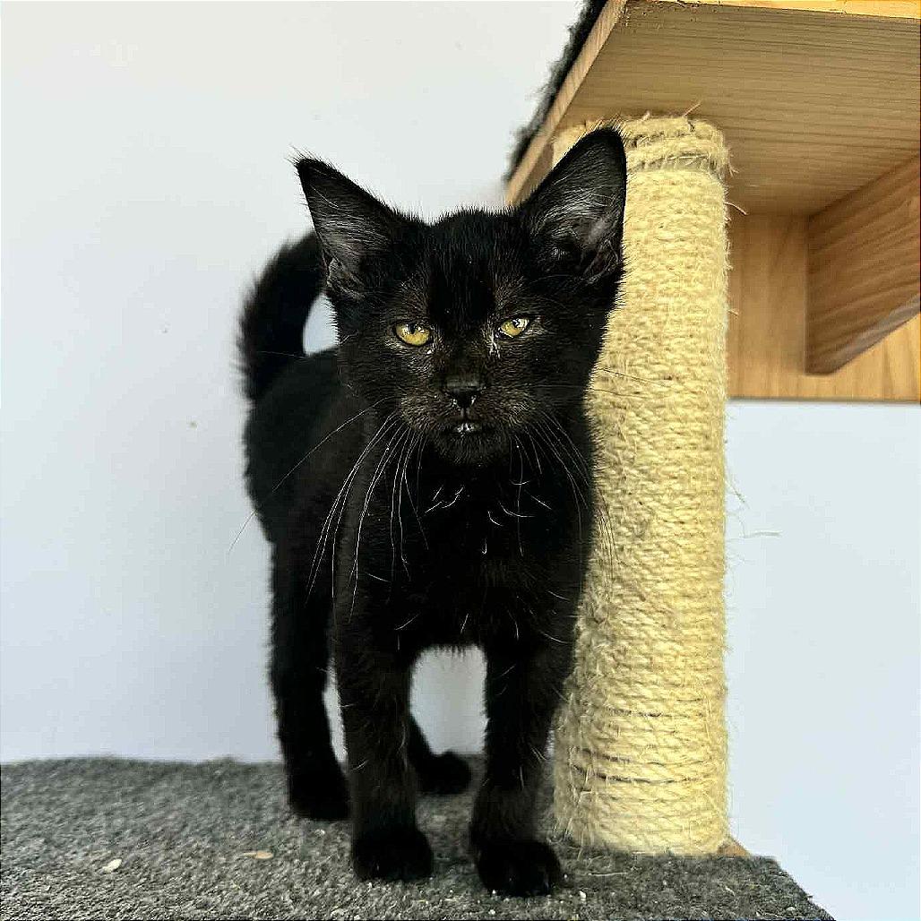 Princess Yummy Bear, a Adoptable Domestic Short Hair in Boaz, AL image 2/5