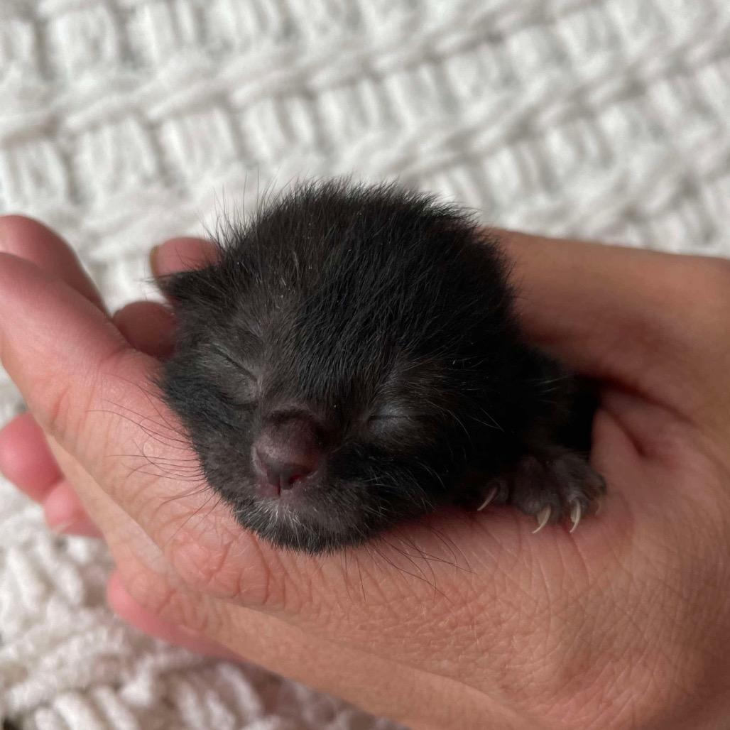 Princess Yummy Bear, a Adoptable Domestic Short Hair in Boaz, AL image 3/5