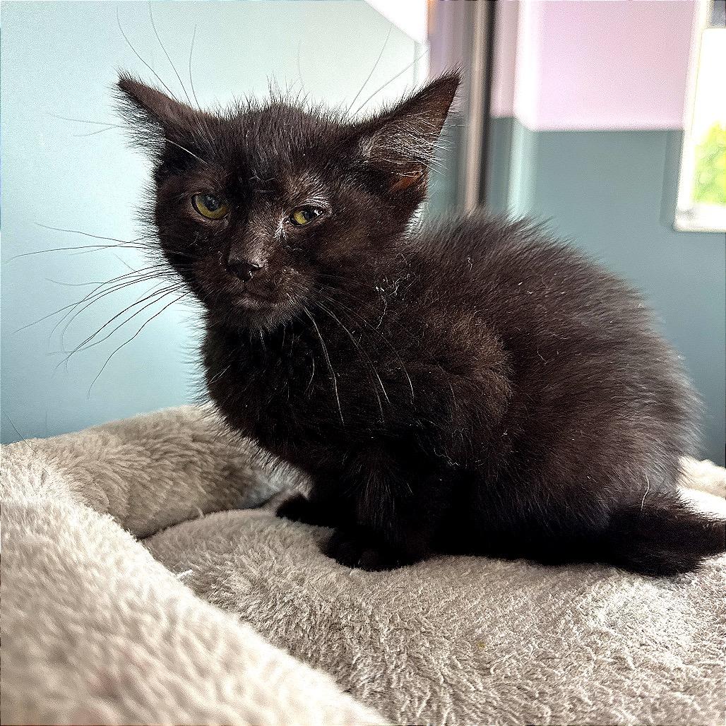 Princess Yummy Bear, a Adoptable Domestic Short Hair in Boaz, AL image 5/5