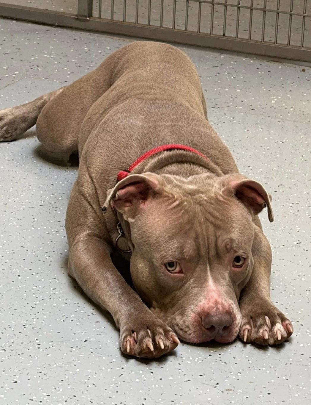 Tucker (On Hold), Adoptable, Young Male Pit Bull Terrier.