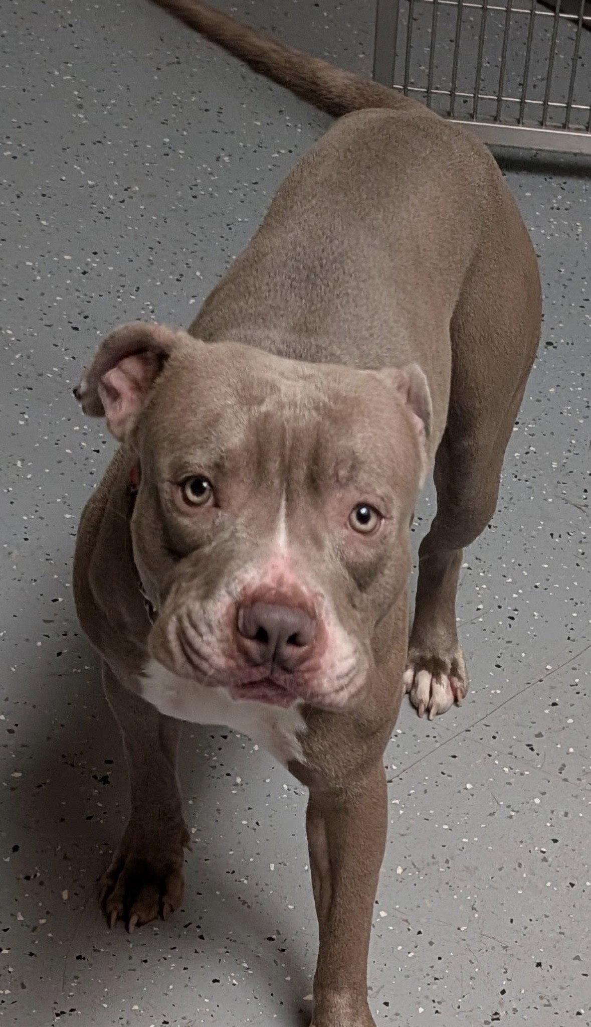 Tucker (On Hold), a Adoptable Pit Bull Terrier in Williamsburg, IA image 2/2