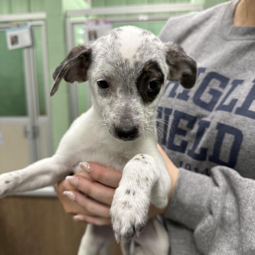 Enlarge Gentle, a Adoptable Mixed Breed in DeKalb, IL image 1/3