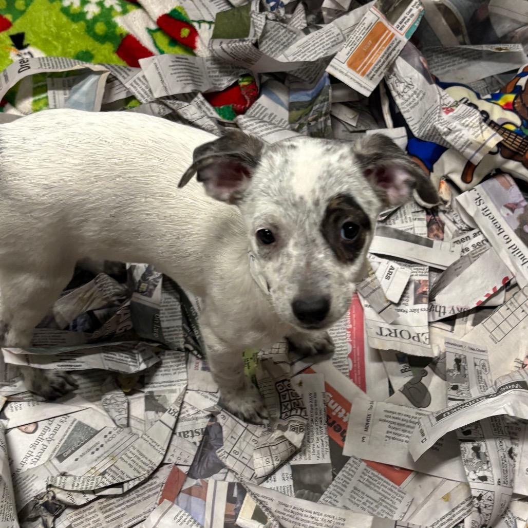 Enlarge Gentle, a Adoptable Mixed Breed in DeKalb, IL image 2/3