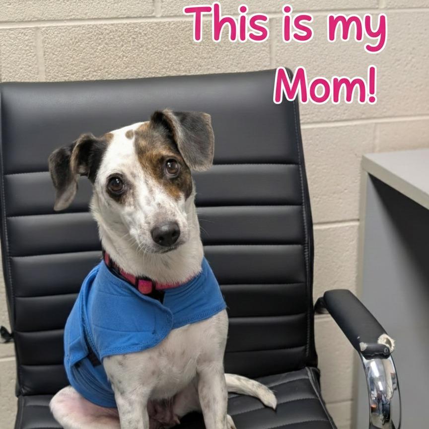 Enlarge Gentle, a Adoptable Mixed Breed in DeKalb, IL image 3/3