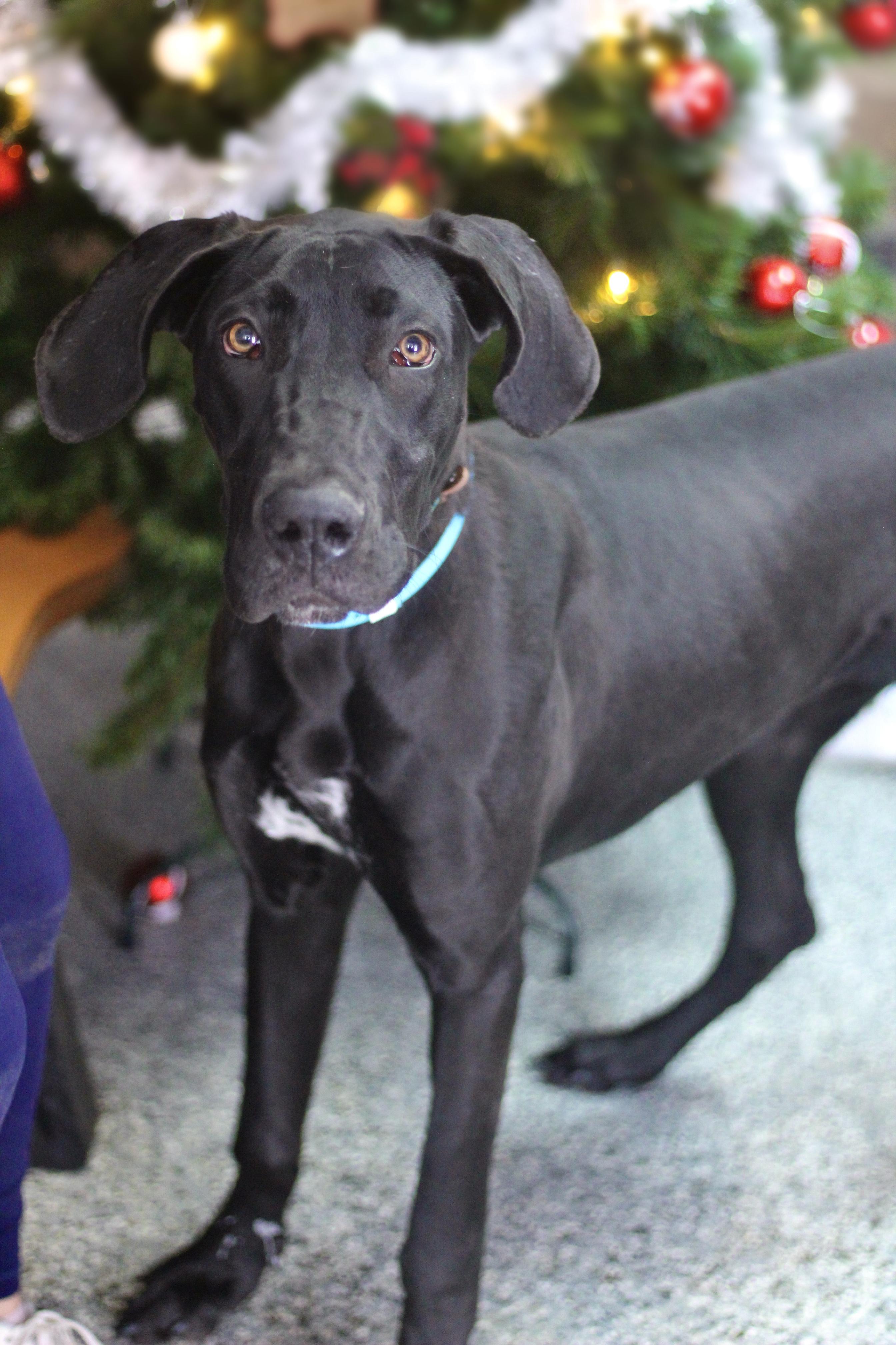 Highway in NH! Come Meet our Adoptable Dogs Wednesday-Saturday. More info in Bio!, ADOPTABLE, Young Female Great Dane.