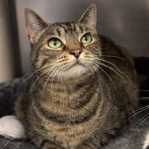 Skittles , ADOPTABLE, Adult Female Domestic Short Hair.