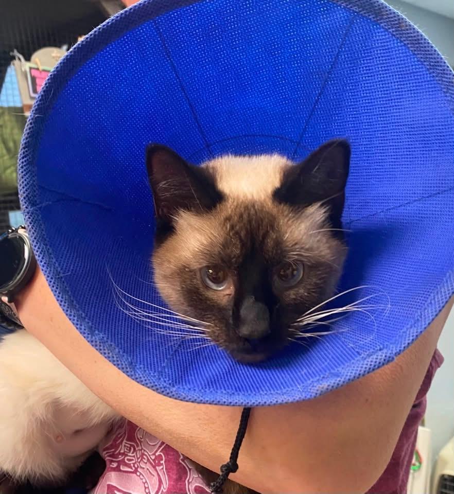Enlarge Kaya, a Adopted Siamese in Columbus, OH image 2/3