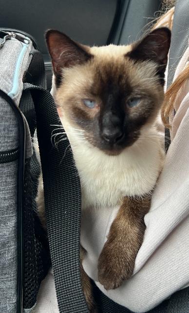 Enlarge Kaya, a Adopted Siamese in Columbus, OH image 3/3
