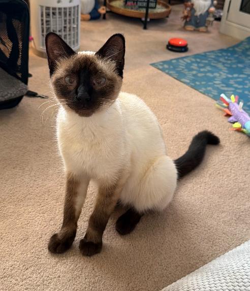 Kaya, Adopted, Adult Female Siamese.