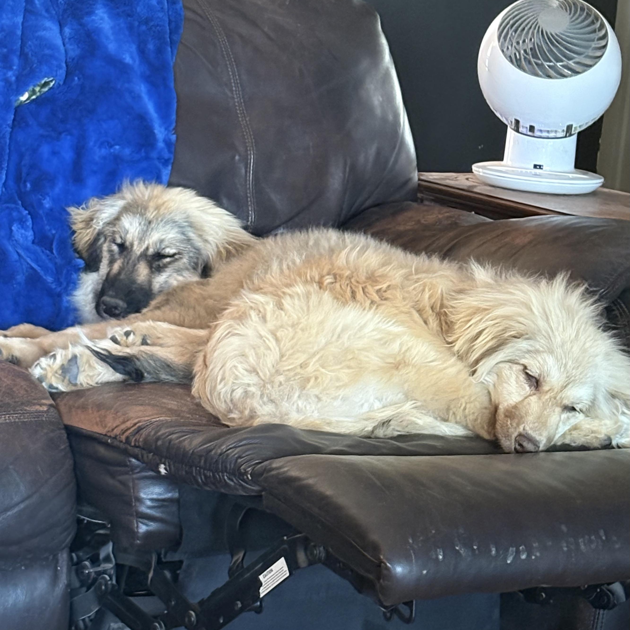 Jolene, an adoptable Pomeranian, Pyrenean Shepherd in Clovis, NM, 88101 | Photo Image 4