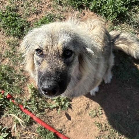 Jolene, an adoptable Pomeranian, Pyrenean Shepherd in Clovis, NM, 88101 | Photo Image 3