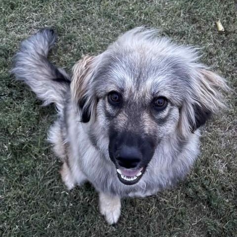 Jolene, an adoptable Pomeranian, Pyrenean Shepherd in Clovis, NM, 88101 | Photo Image 2
