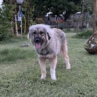 Jolene, an adoptable Pomeranian, Pyrenean Shepherd in Clovis, NM, 88101 | Photo Image 5