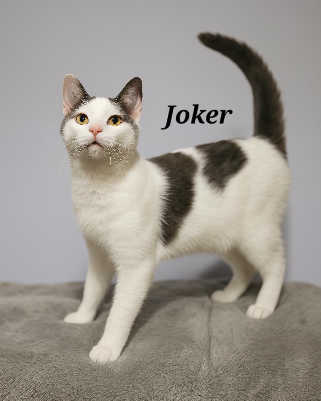 Joker ($20 fee), Adoptable, Young Male Domestic Short Hair.