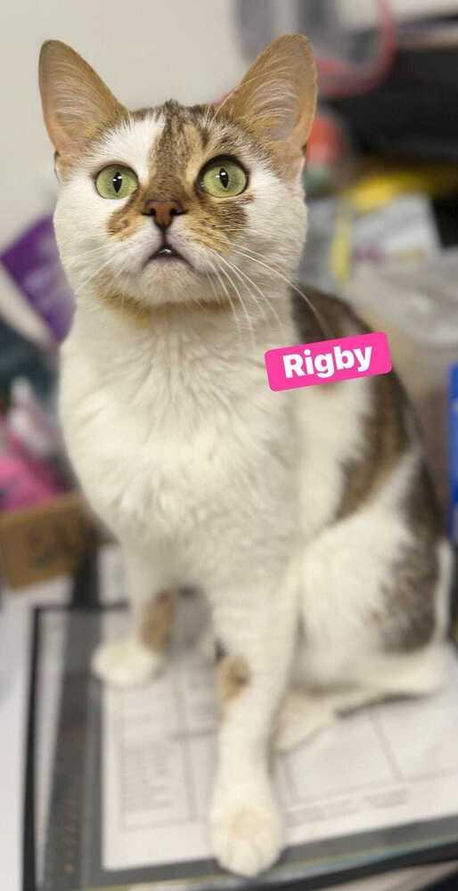 Rigby, Adoptable, Adult Female Domestic Short Hair.
