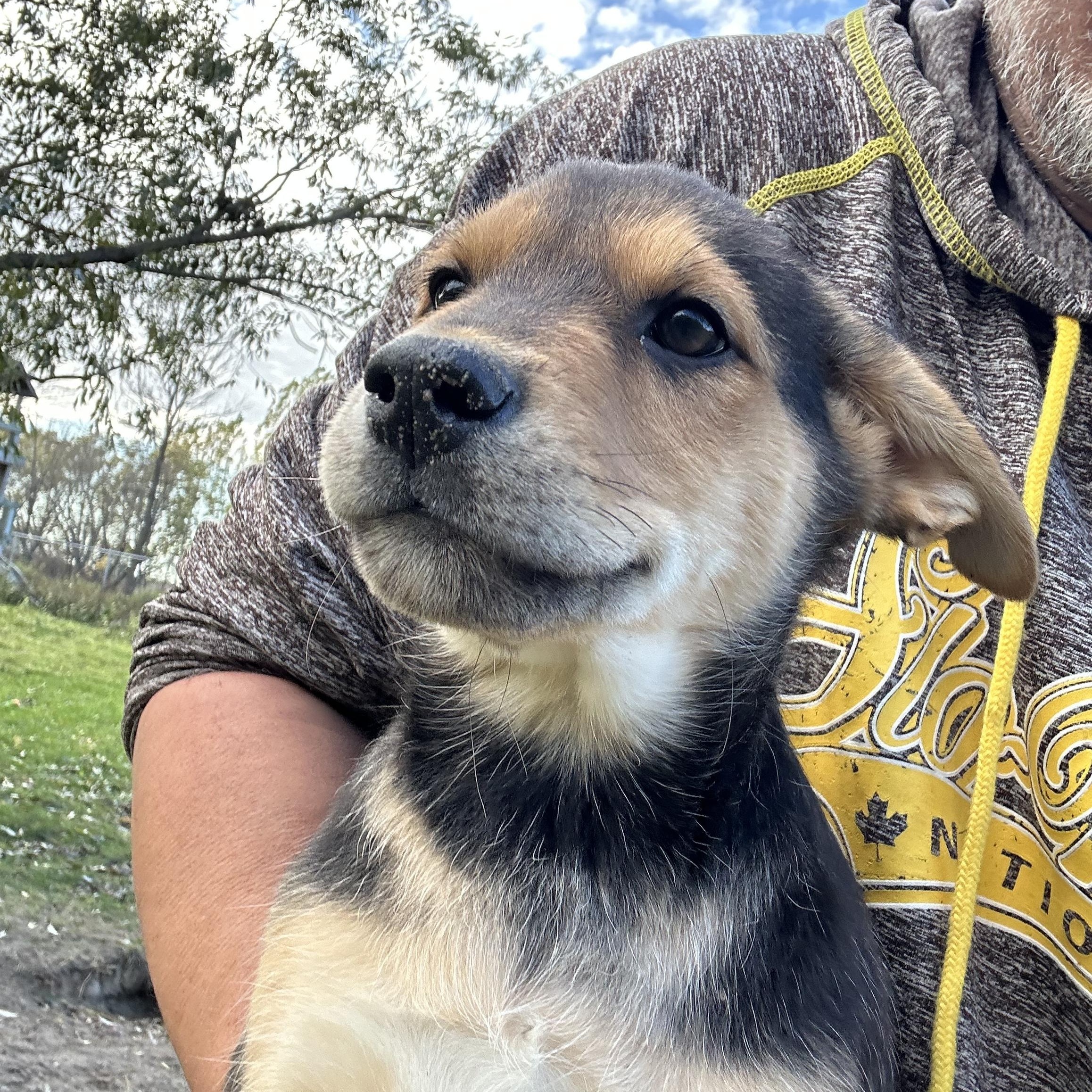 Joanna, an adoptable German Shepherd Dog in Winnipeg, MB, R2C 3A4 | Photo Image 1
