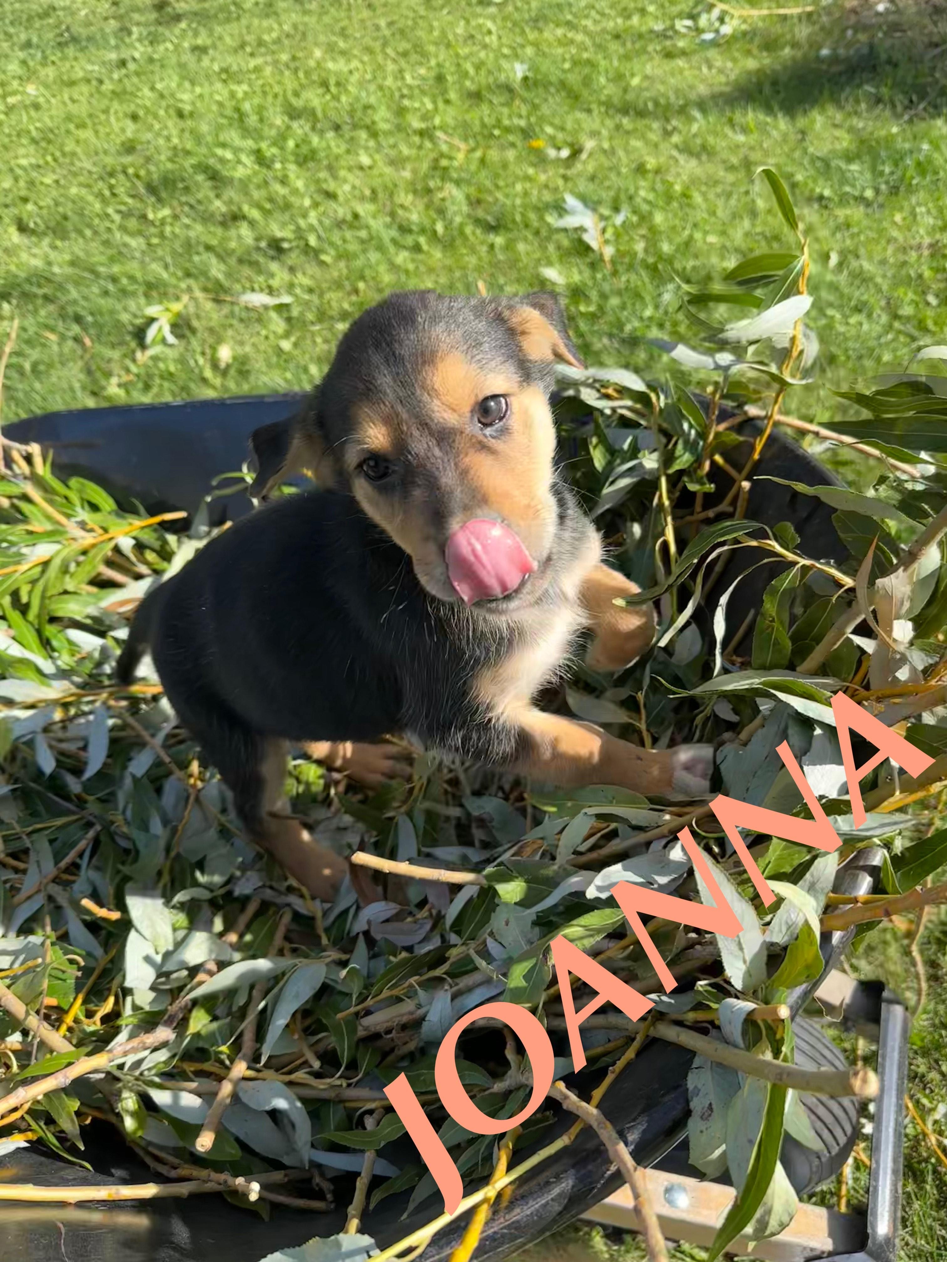 Joanna, an adoptable German Shepherd Dog in Winnipeg, MB, R2C 3A4 | Photo Image 5