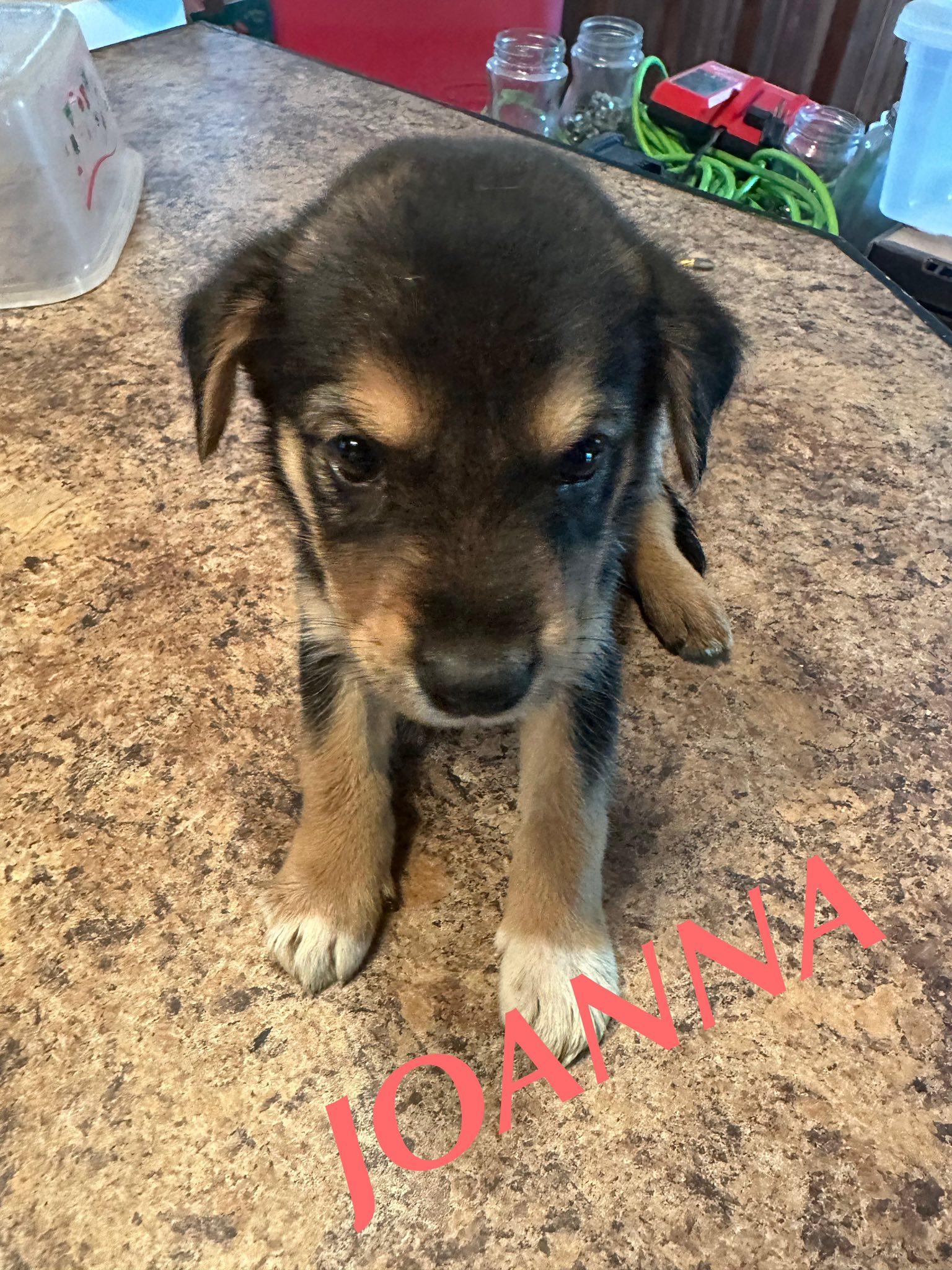 Joanna, an adoptable German Shepherd Dog in Winnipeg, MB, R2C 3A4 | Photo Image 3