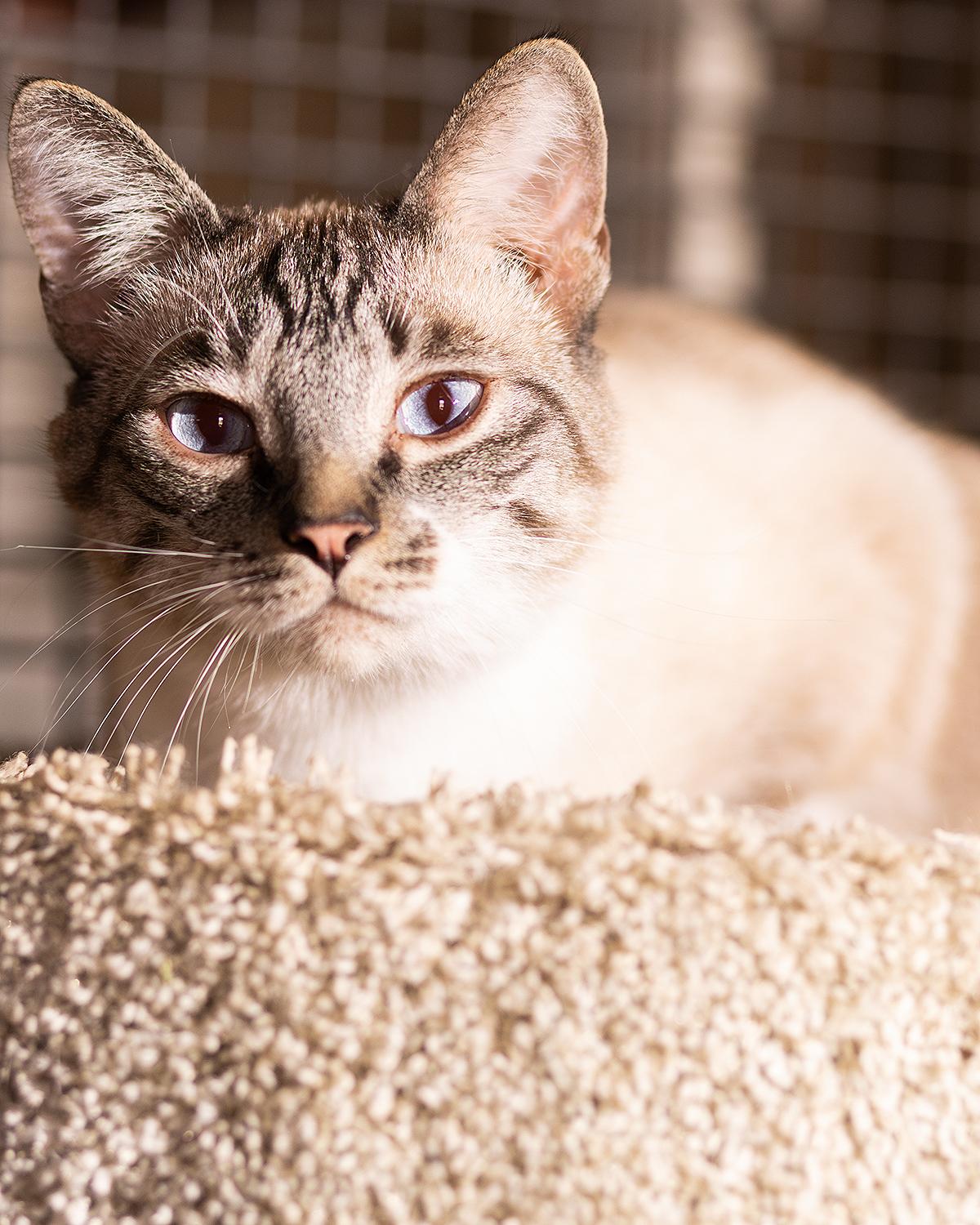 Mochi, a ADOPTABLE Siamese in Marana, AZ image 1/4