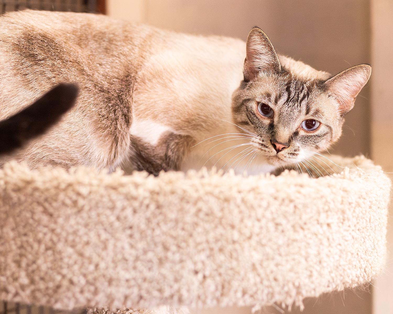 Mochi, a ADOPTABLE Siamese in Marana, AZ image 2/4